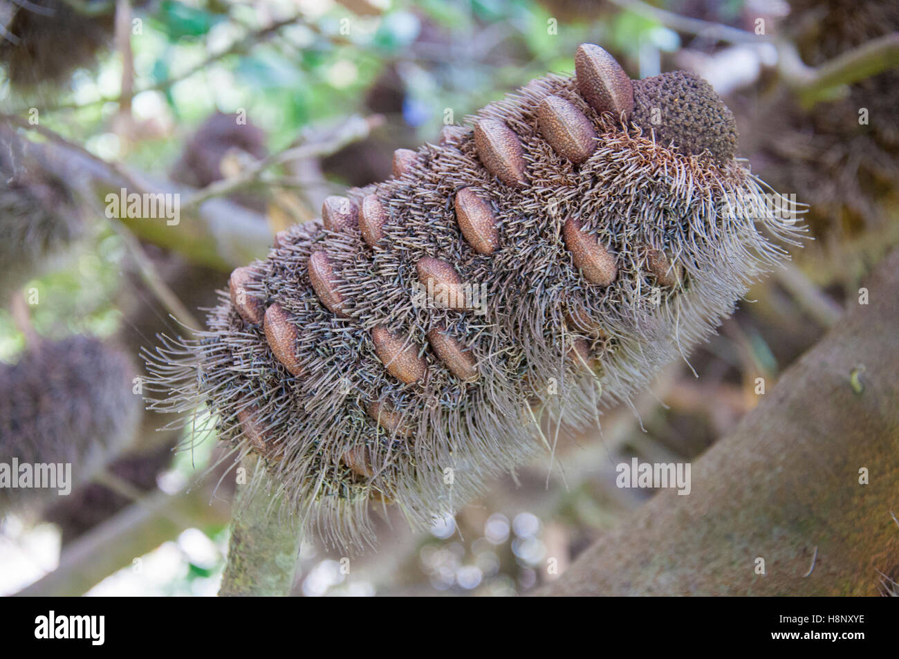 Australian native Banksia integrifolia, coastal banksia on the Bellarine Peninsula, Victoria Stock Photo