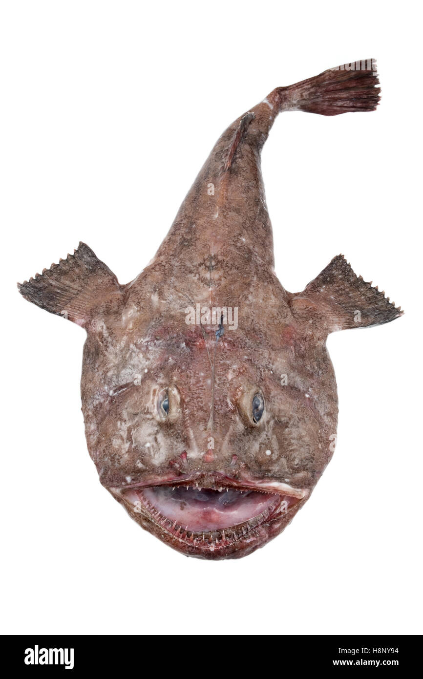 Monkfish Stock Photo