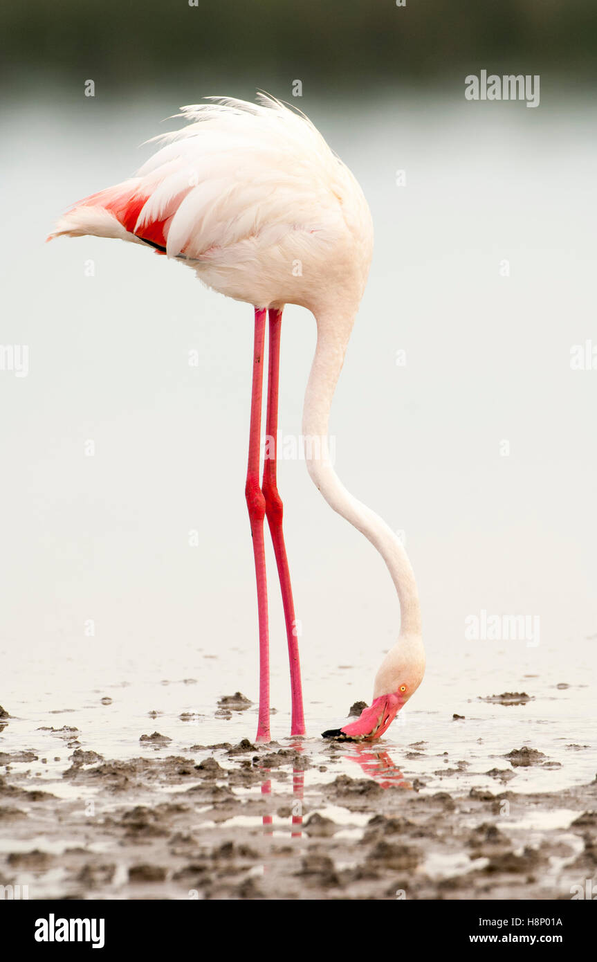 Greater flamingo (Phoenicopterus roseus), filter feeding in Lake Ndutu, Ngorongoro Conservation Area, Tanzania Stock Photo