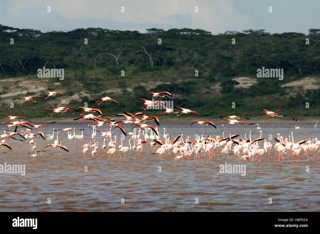 Greater flamingos (Phoenicopterus roseus) flying over Lake Ndutu, Ngorongoro Conservation Area, Tanzania Stock Photo