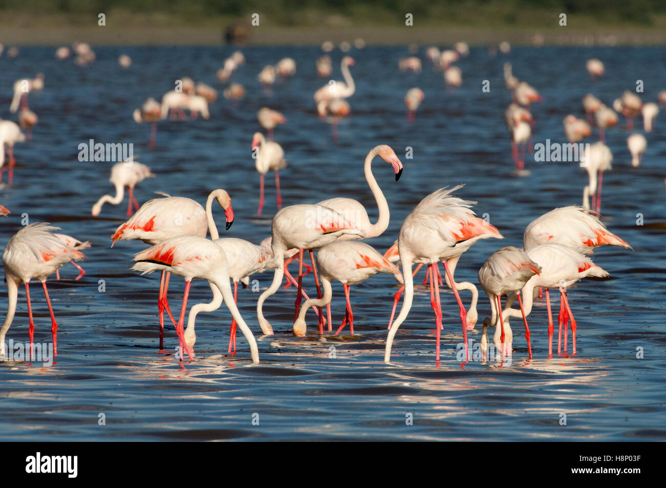 Greater flamingo (Phoenicopterus roseus) feeding in Lake Ndutu, Ngorongoro Conservation Area, Tanzania Stock Photo
