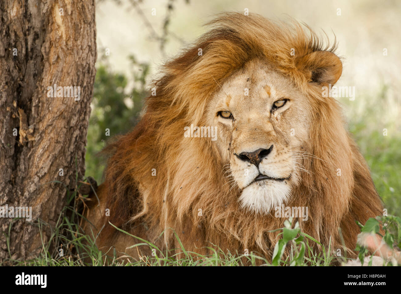 Male Lion (Panthera leo) with light mane, Ndutu, Ngorongoro Conservation Area, Tanzania Stock Photo