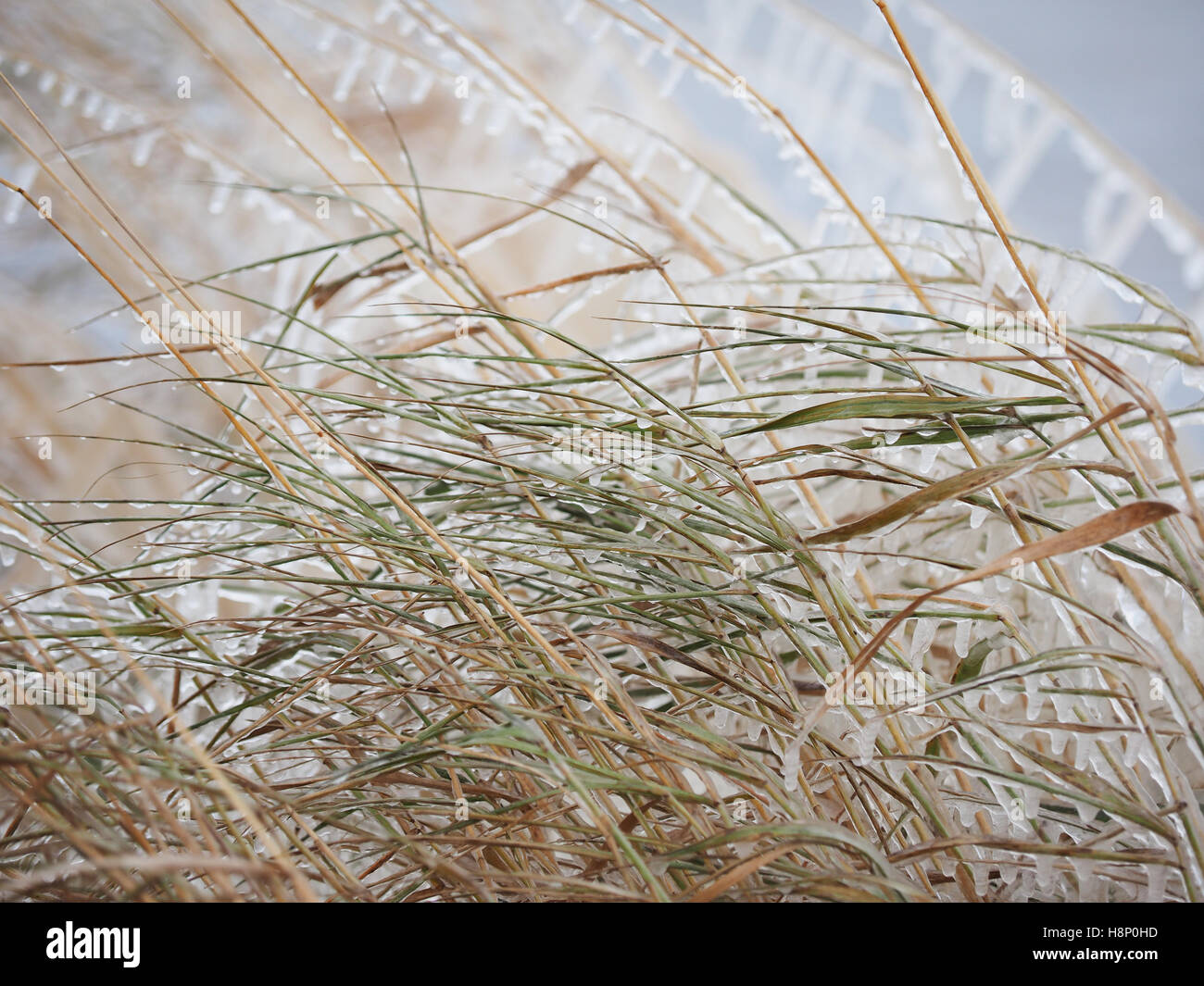 Grass in the ice on the lake Stock Photo - Alamy