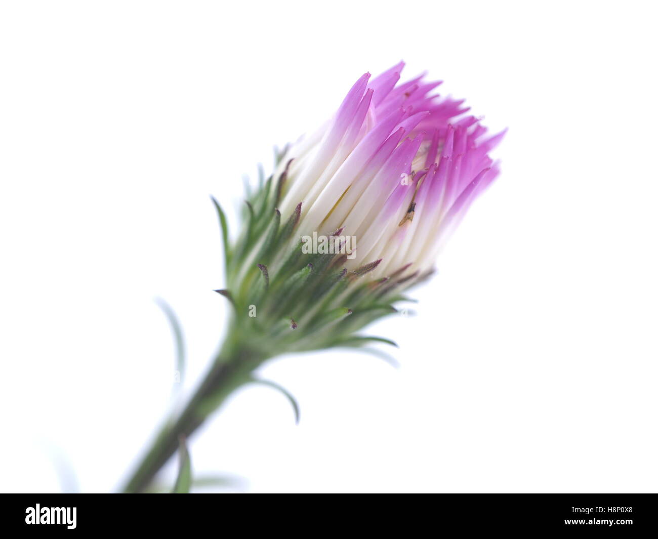purple flowers years of asters on a white background Stock Photo