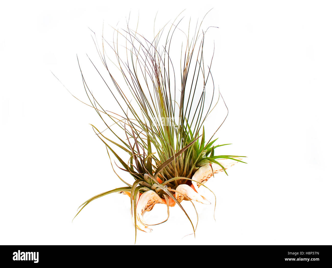 Airplant (Epiphyte) growing in a sea shell. Stock Photo