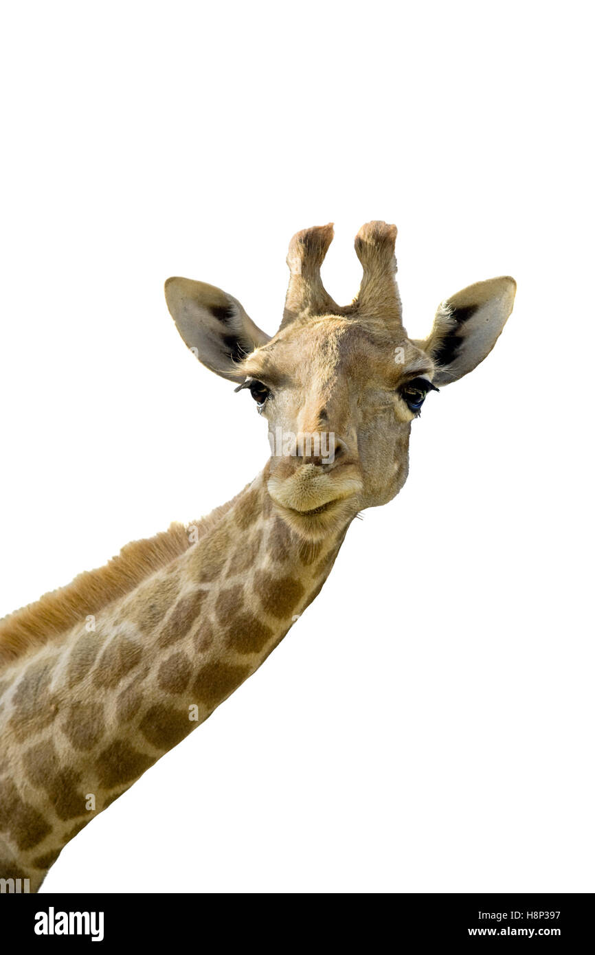 Giraffe head and neck over a white background Stock Photo