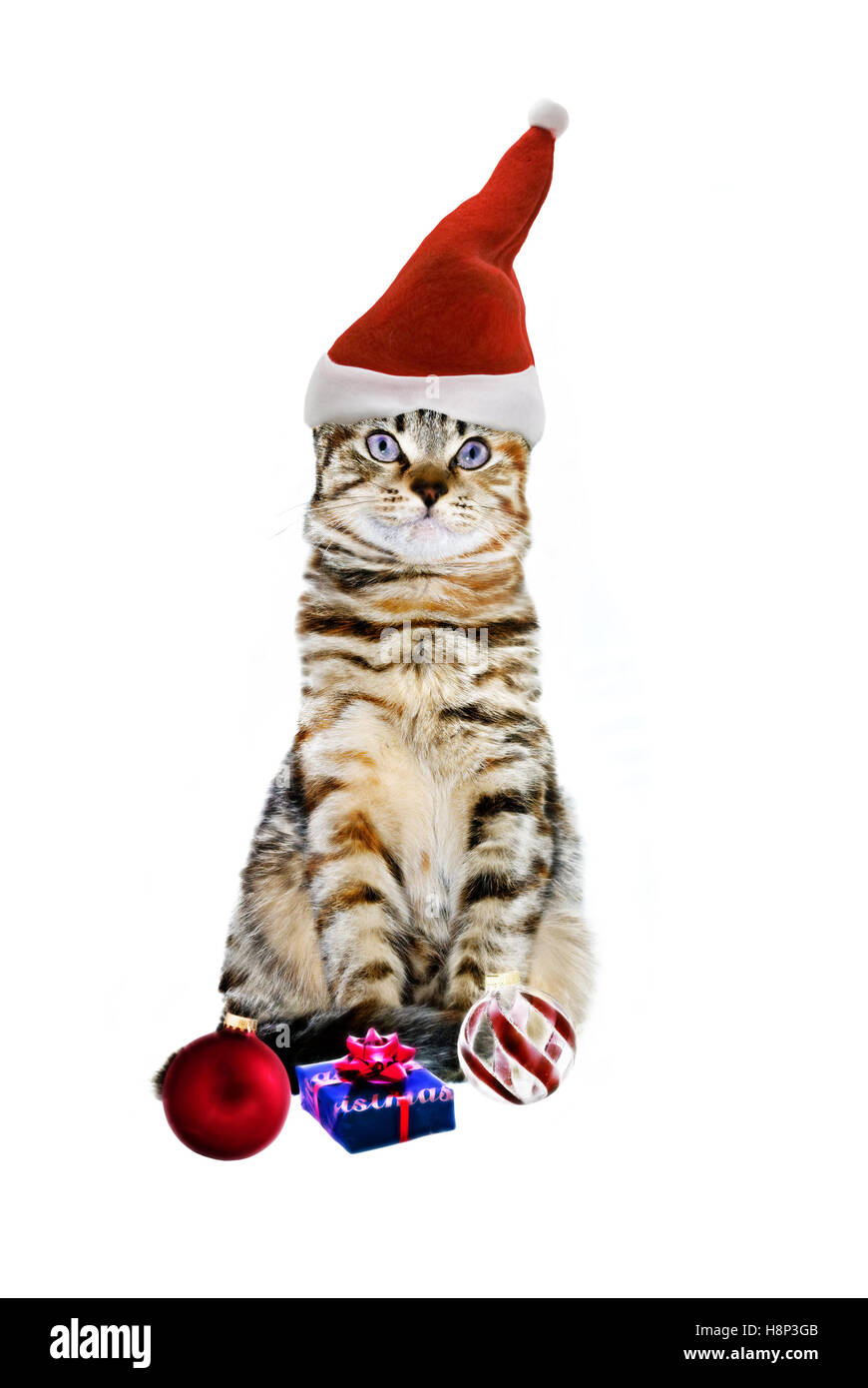 Pretty Tabby Cat with Christmas Decorations. Stock Photo