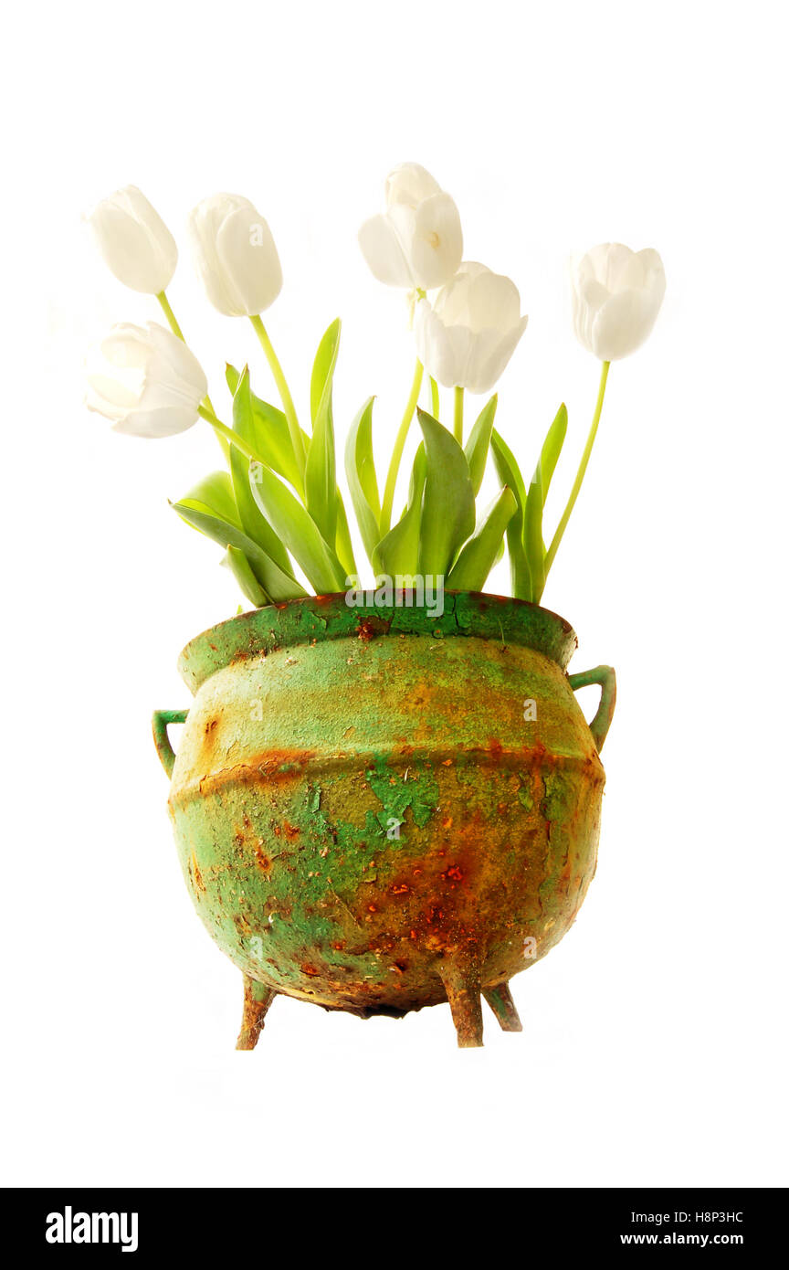 Pretty Tulips in an old rusty three legged pot. Stock Photo