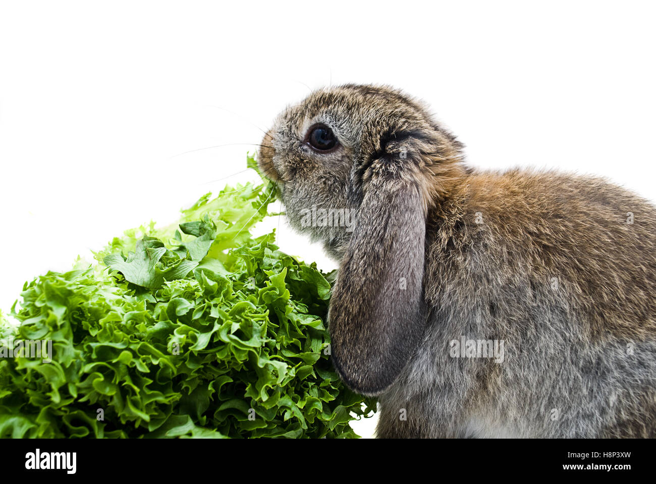 Baby Lop Ear Bunny eating lettuce. Stock Photo