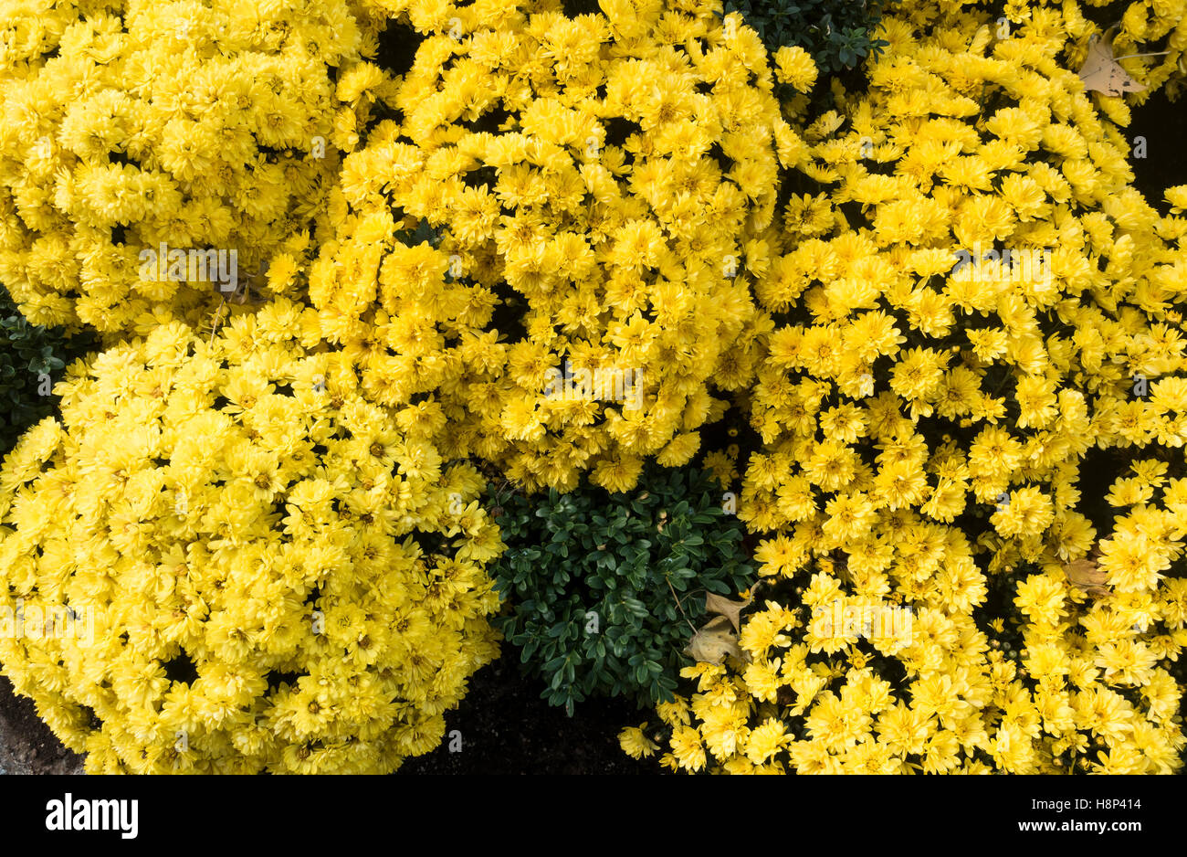 Bright yellow New York Aster flowers Stock Photo