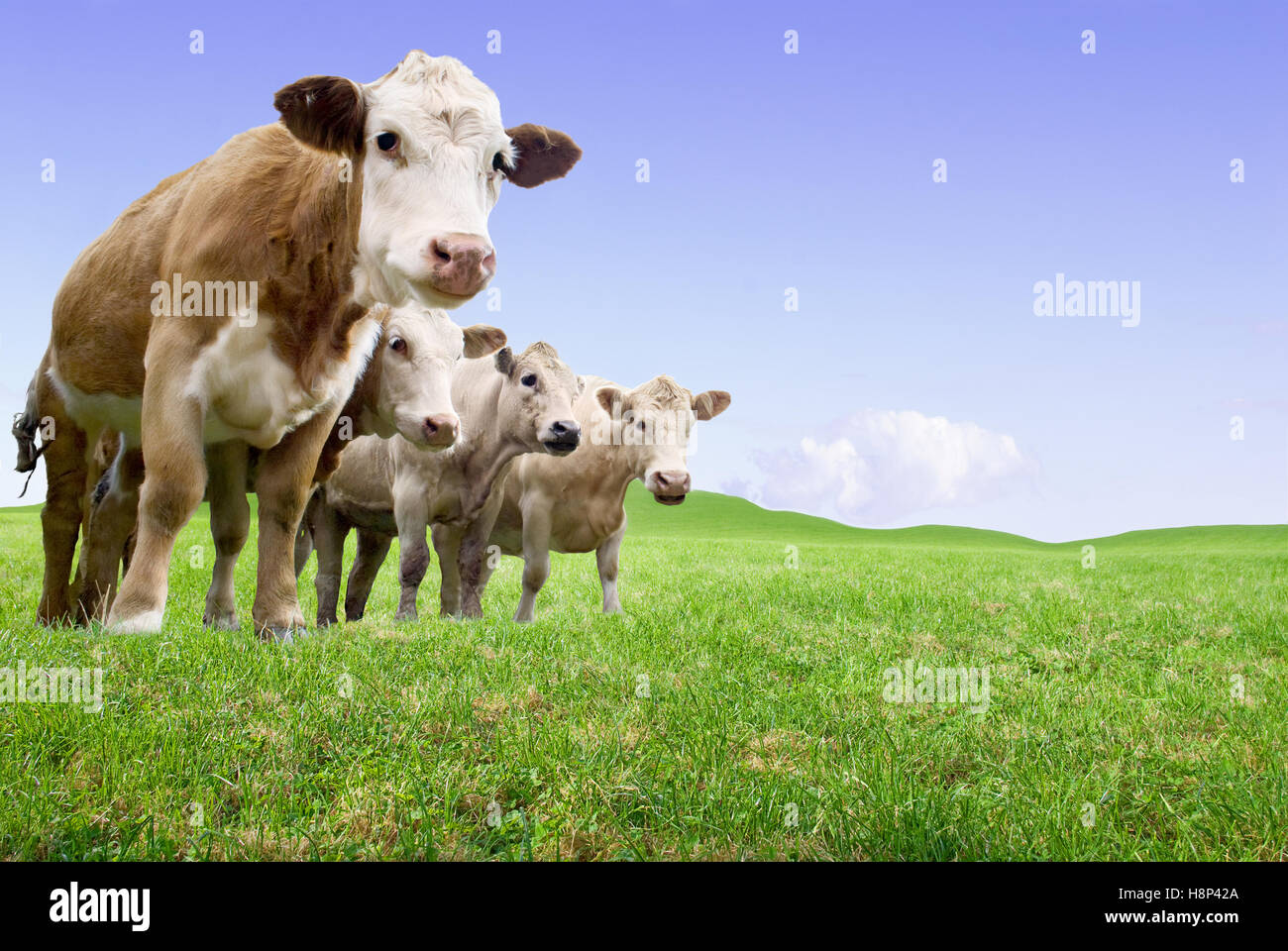 Jersey Bullocks in a green pasture. This image is a composite. Stock Photo