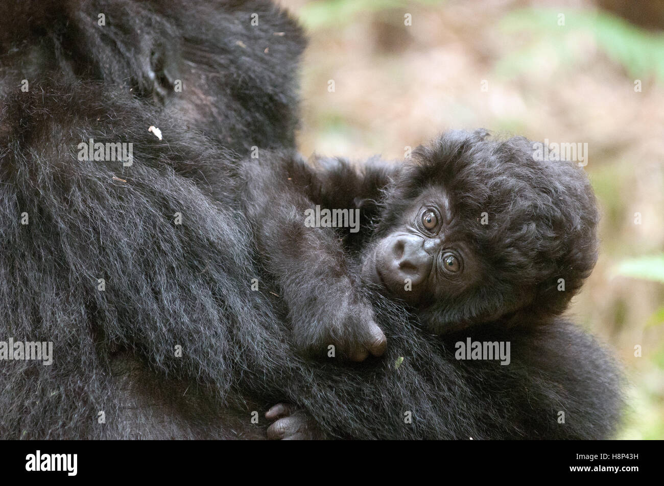 Portrait of mother mountain gorilla and baby, Volcanoes National Park, Rwanda. Stock Photo