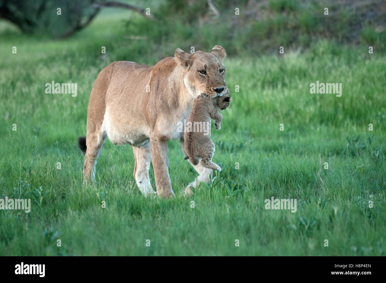 Lioness (Panthera leo) carrying small cub, Okavango Delta, Botswana. Stock Photo