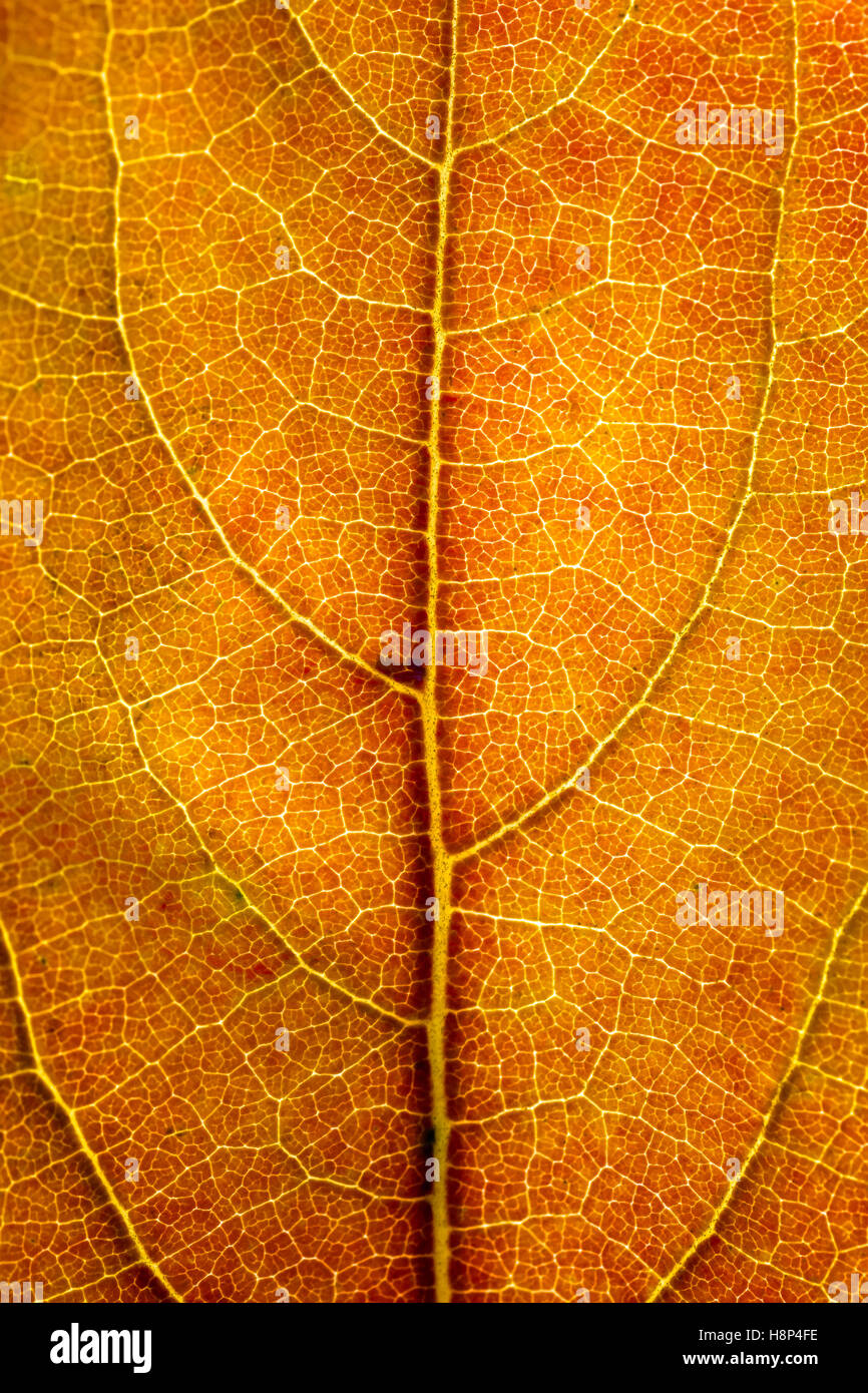Orange veins hires stock photography and images Alamy