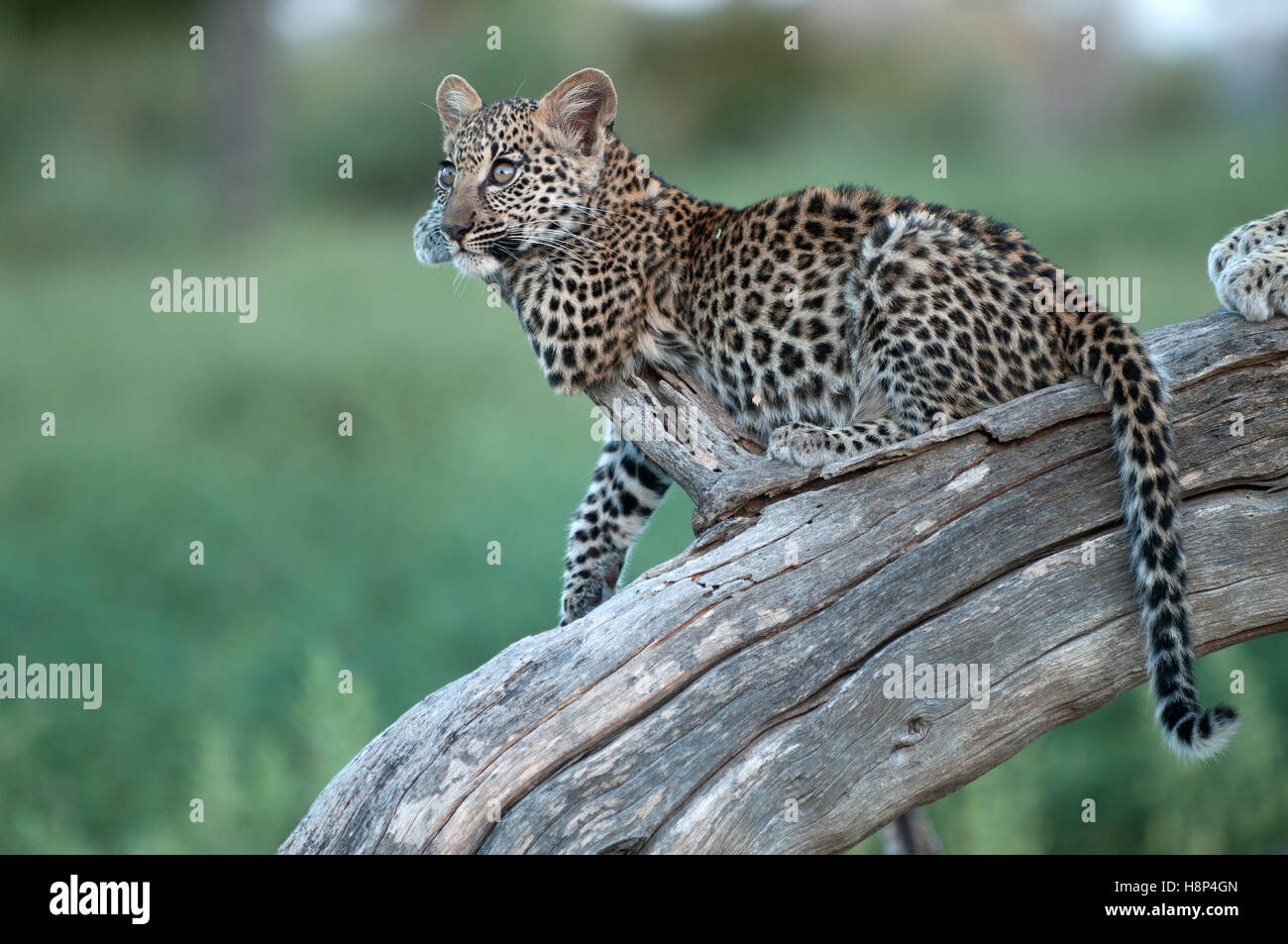 Portrait of leopard cub resting on fallen tree, Okavango Delta, Botswana. Stock Photo