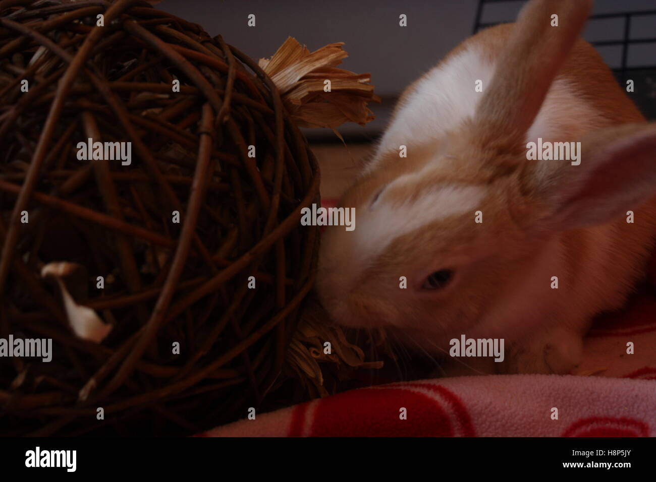 rabbit eating a wicker ball Stock Photo Alamy