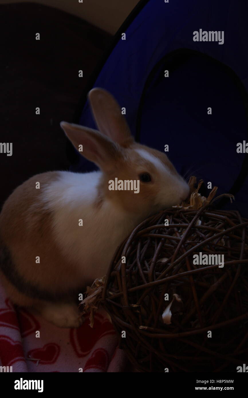 rabbit eating a wicker ball Stock Photo Alamy