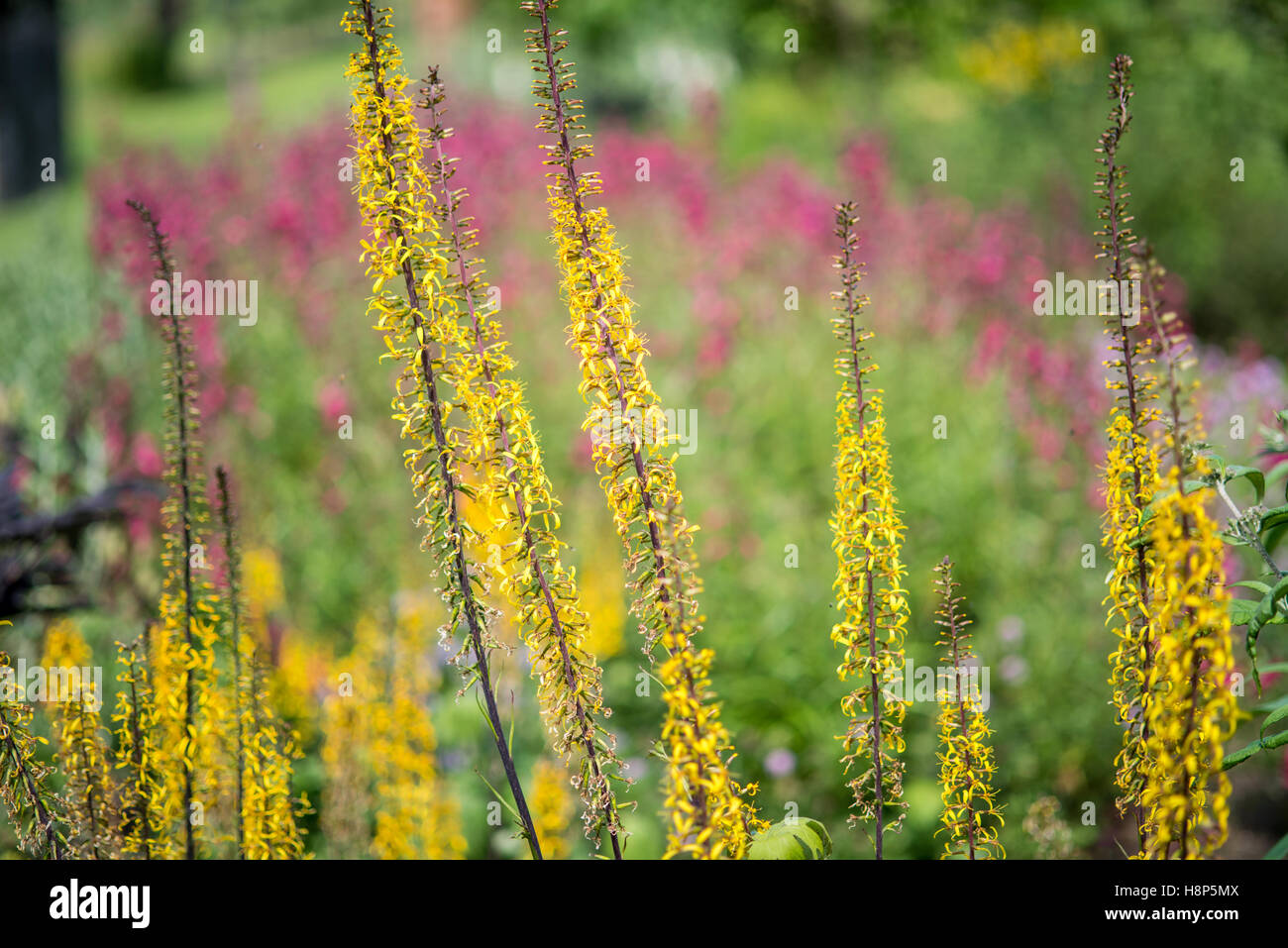 UK, England, Yorkshire Beautiful yellow plants in the gardens at the