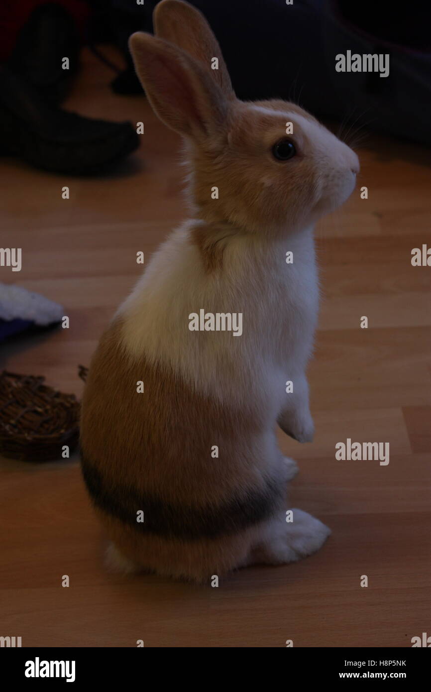 indoor striped rabbit stood on floorboards Stock Photo - Alamy