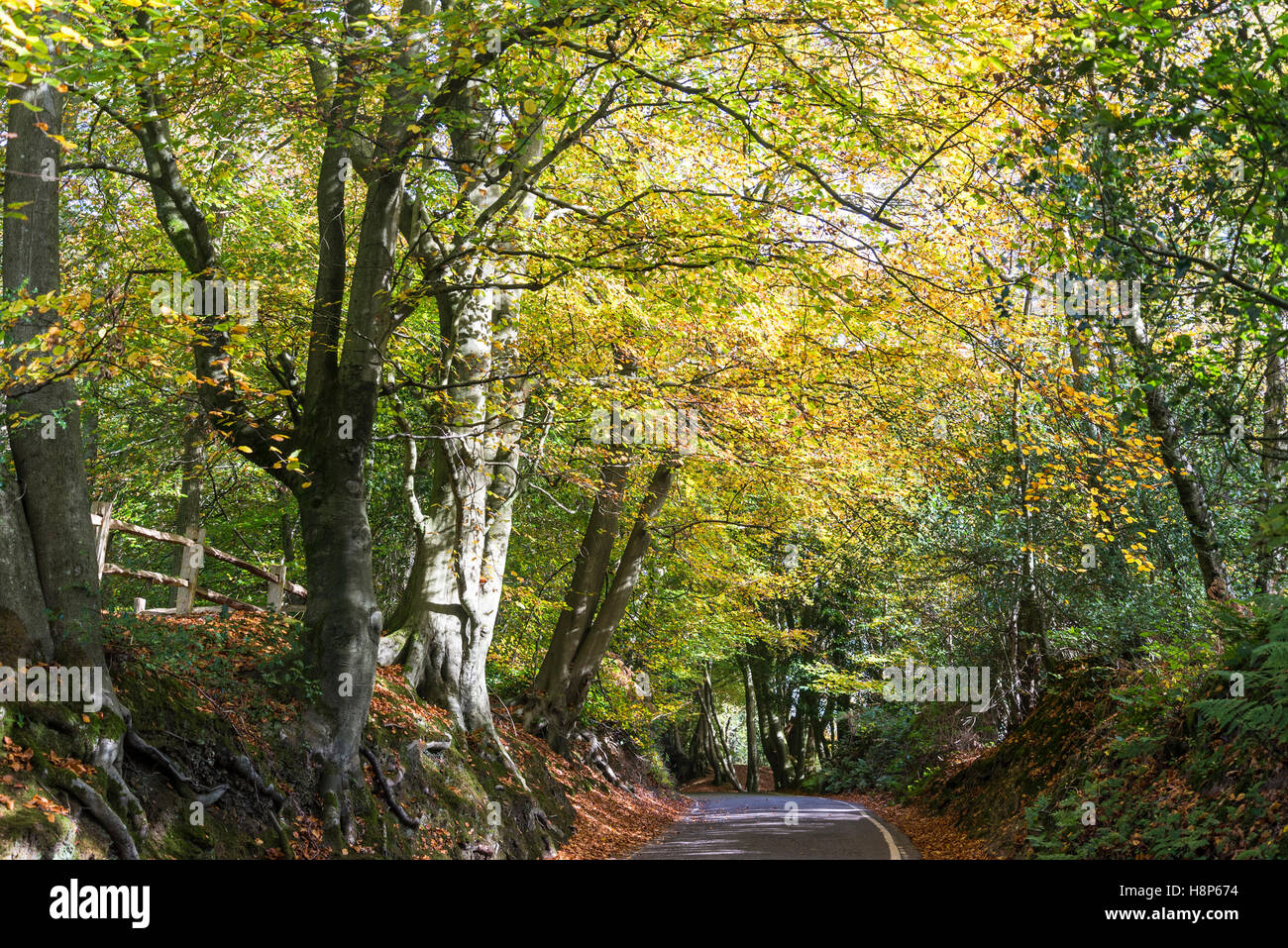 Road going through Box Hill, Surrey, England, UK Stock Photo Alamy