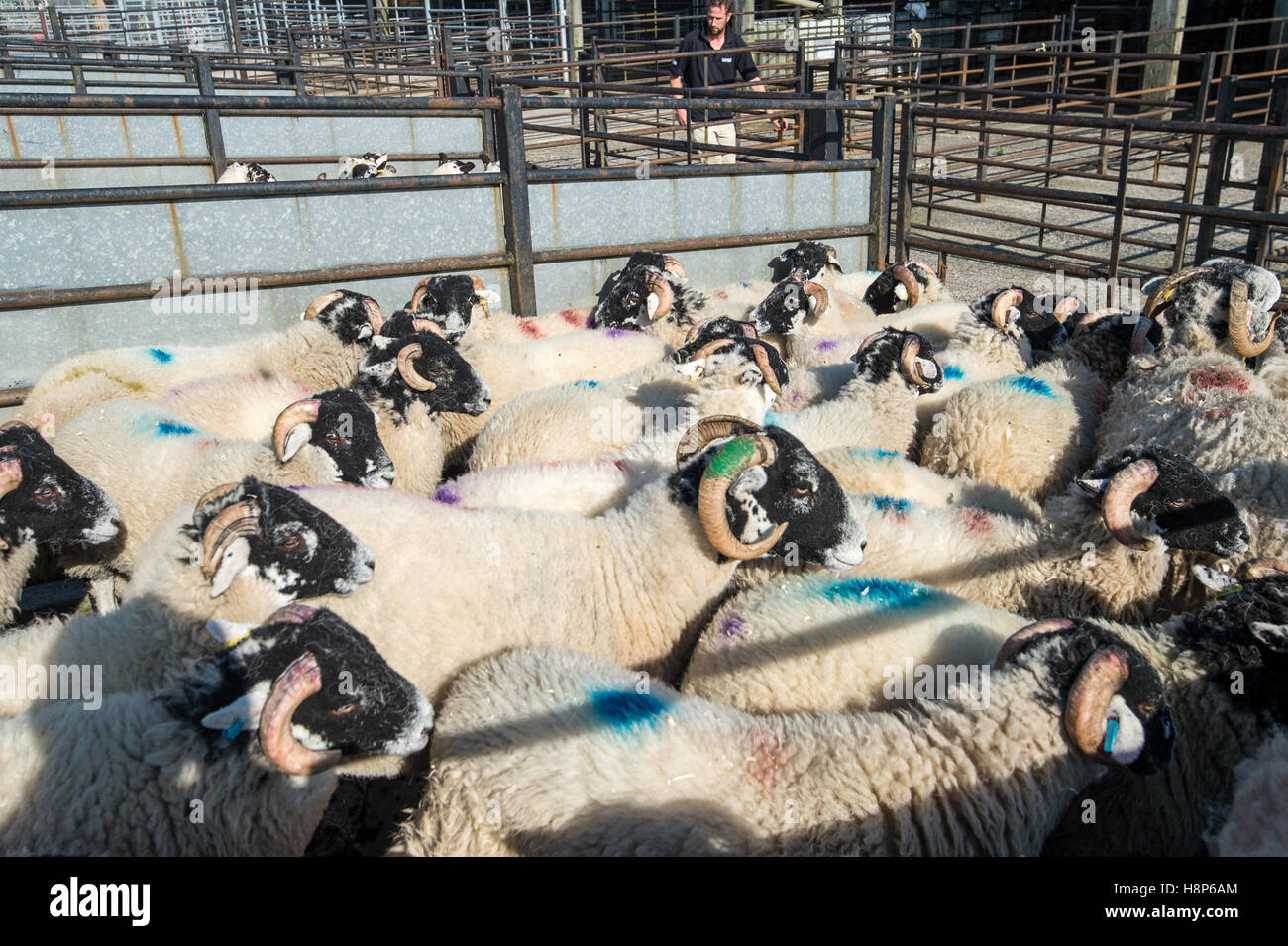UK, England , Yorkshire - Hawes livestock Auction  Swaledale Sheep Stock Photo