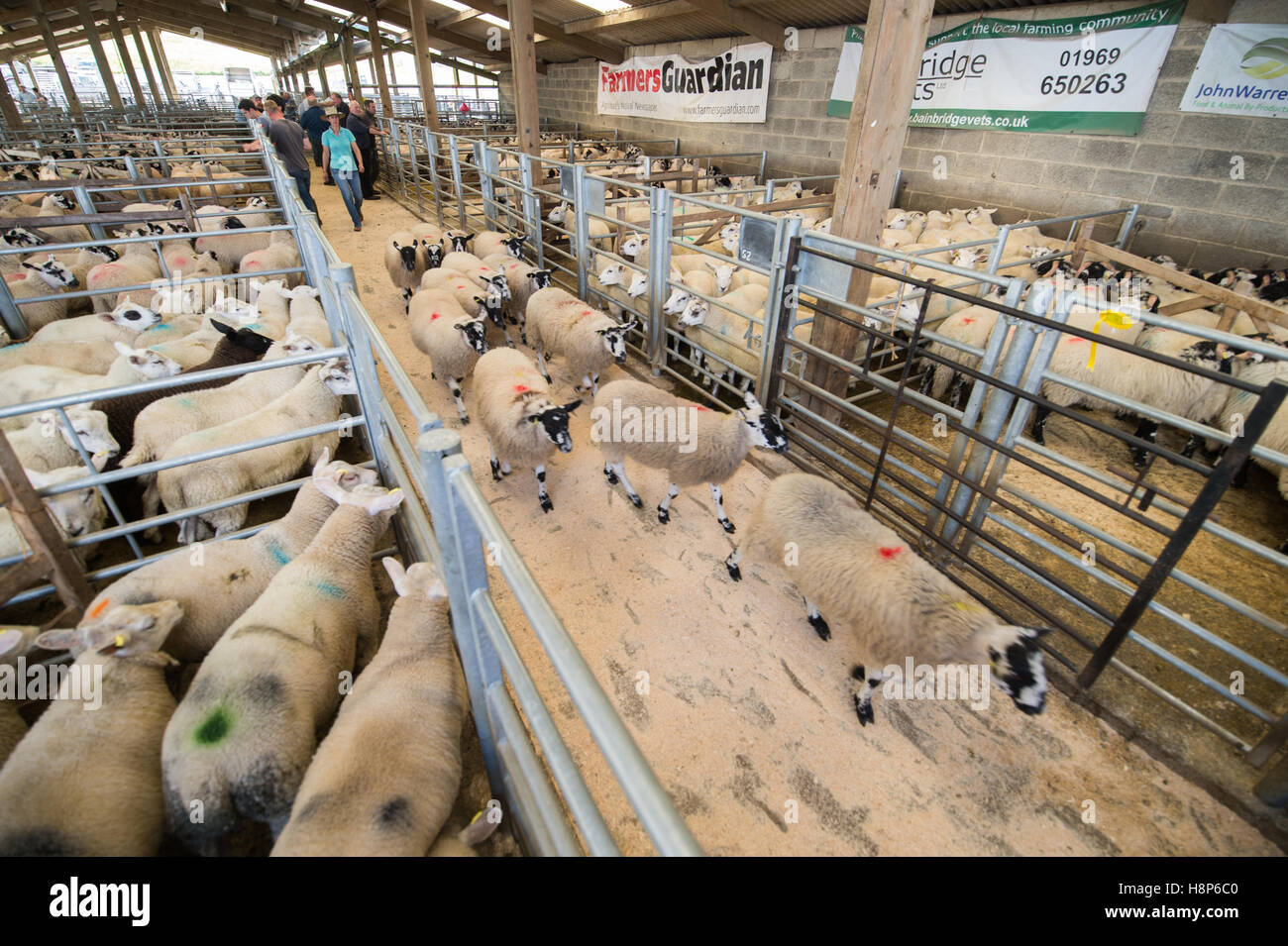 UK, England , Yorkshire Hawes livestock Auction Stock Photo Alamy