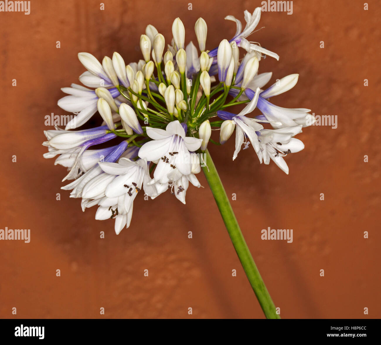 Cluster of unusual white & blue flowers of Agapanthus praecox ssp. orientalis 'Twister' on terracotta brown background Stock Photo