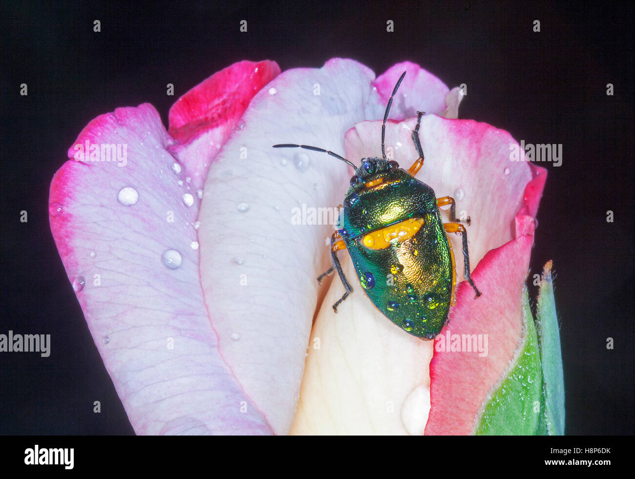 Metallic green jewel sap sucking beetle on  pink and white rose bud with raindrops on shell and petals of flower against black background Stock Photo