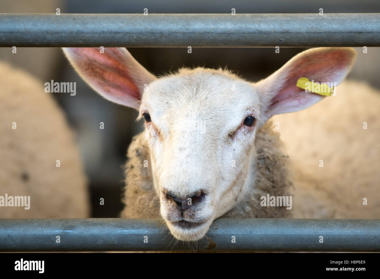 UK, England , Yorkshire - Hawes livestock AuctionTexel Sheep Stock Photo