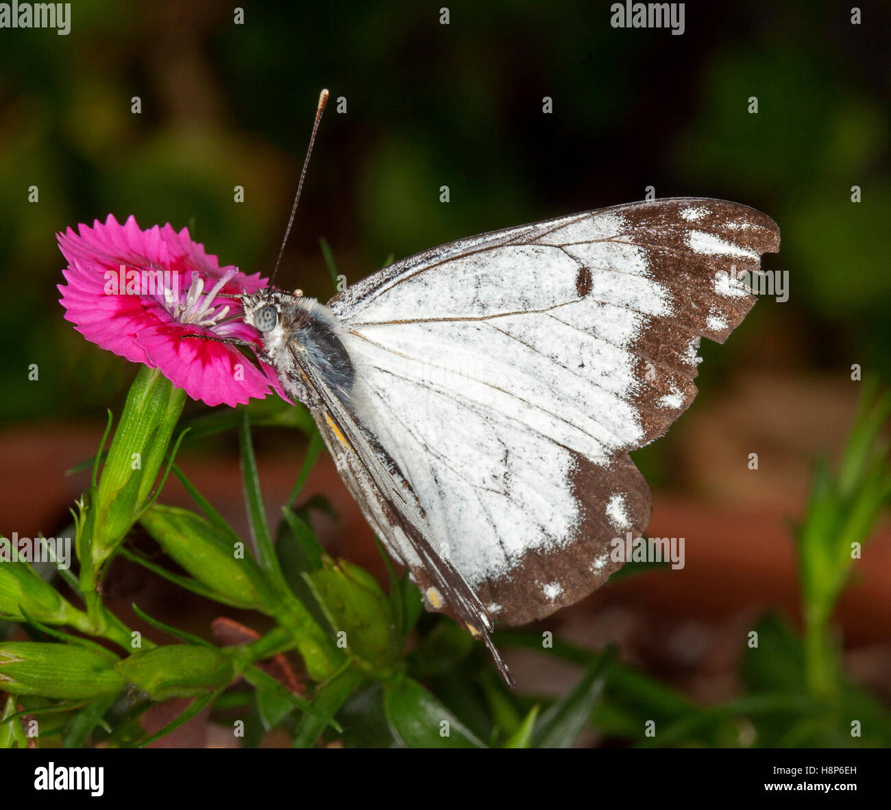 Black And White Butterfly Feeding On Vivid Magenta Pink Flower Of