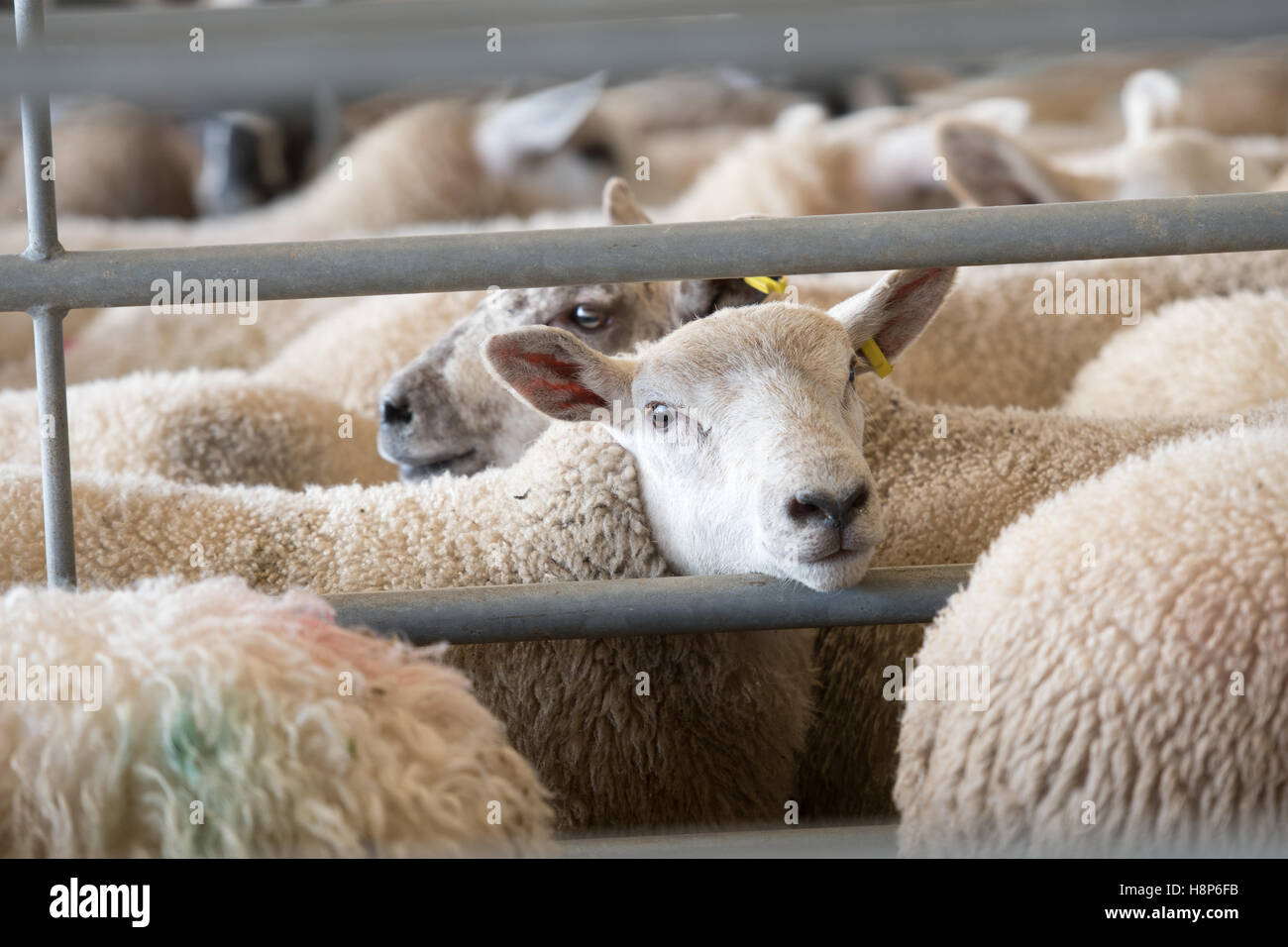 UK, England , Yorkshire - Hawes livestock AuctionTexel SheepTexel Sheep Stock Photo