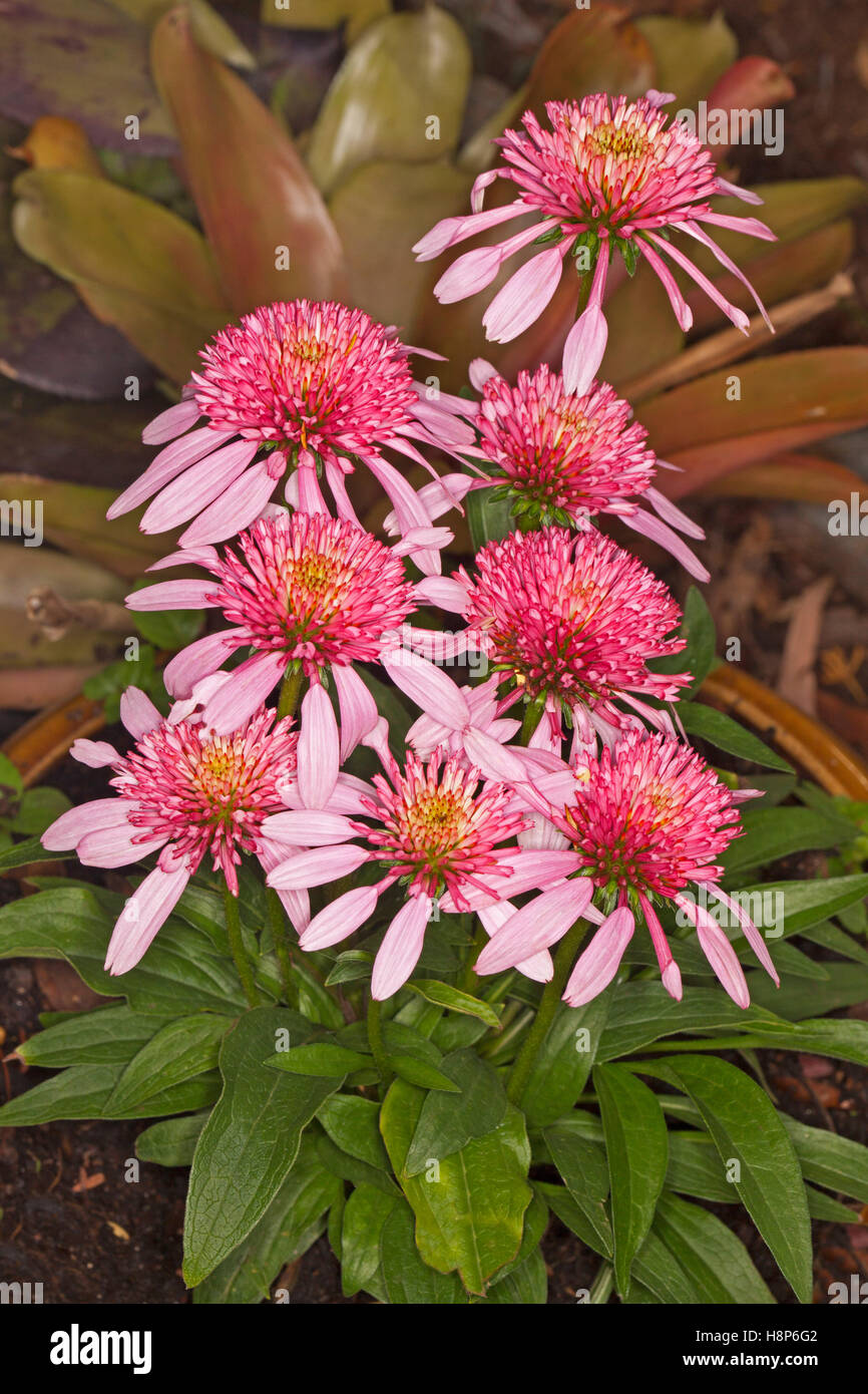 Cluster of stunning vivid pink & red flowers & green leaves of coneflower, Echinacea Double Scoop 'Bubble Gum' Stock Photo