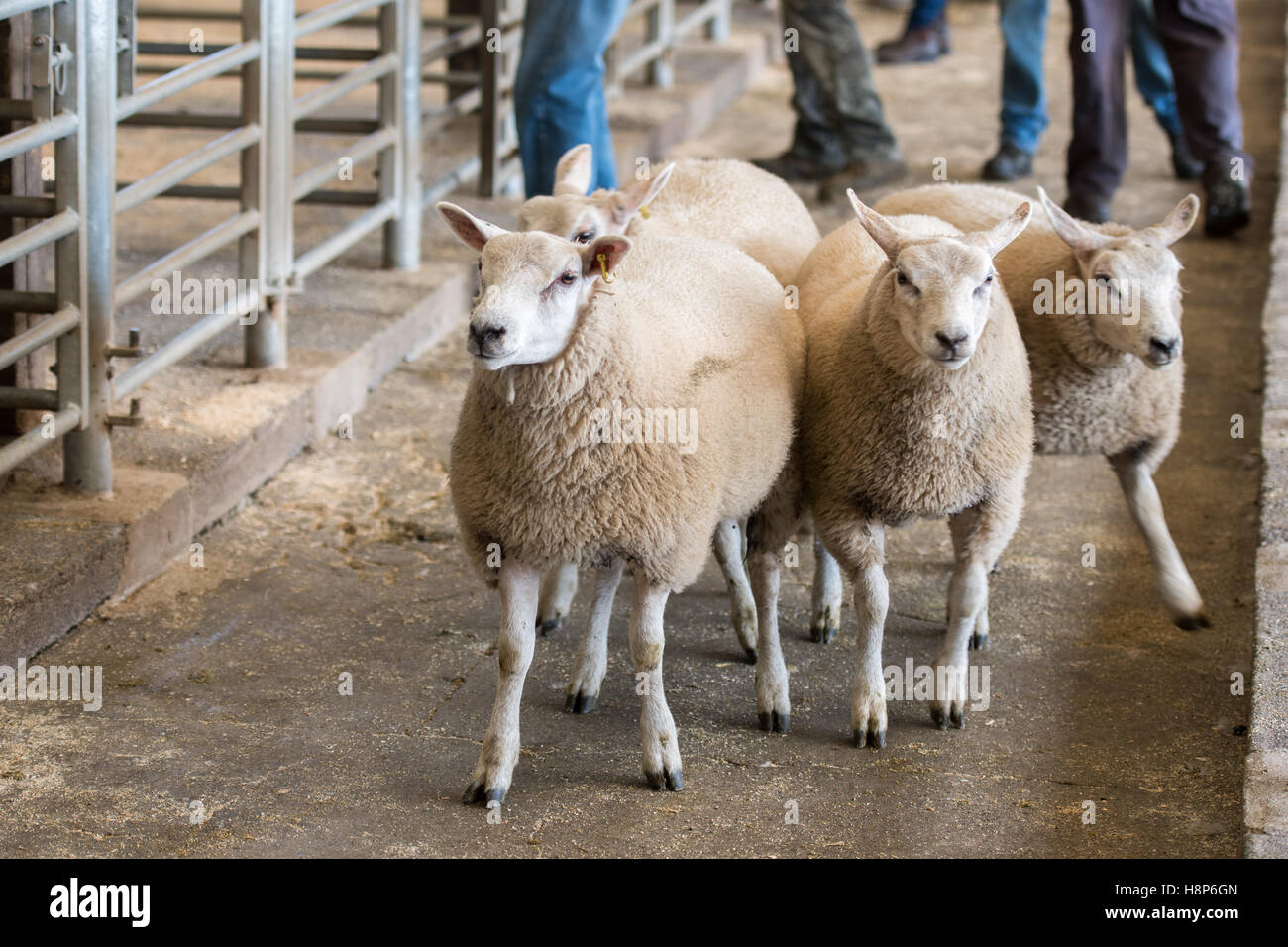 UK, England , Yorkshire - Hawes livestock Auction Texel Sheep Stock Photo