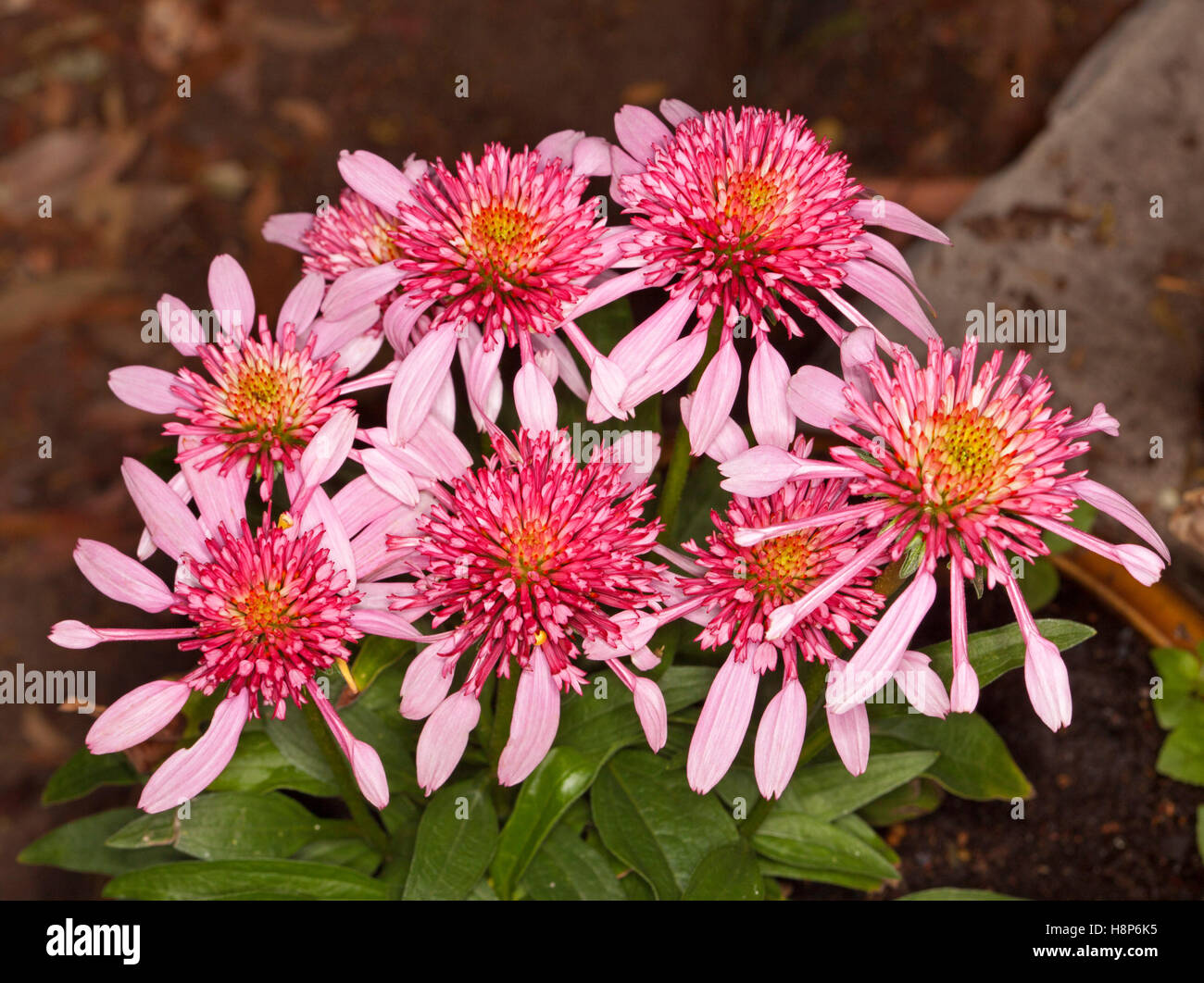 Cluster of stunning vivid pink flowers & green leaves of coneflower Echinacea Double Scoop 'Bubble Gum' on dark brown background Stock Photo