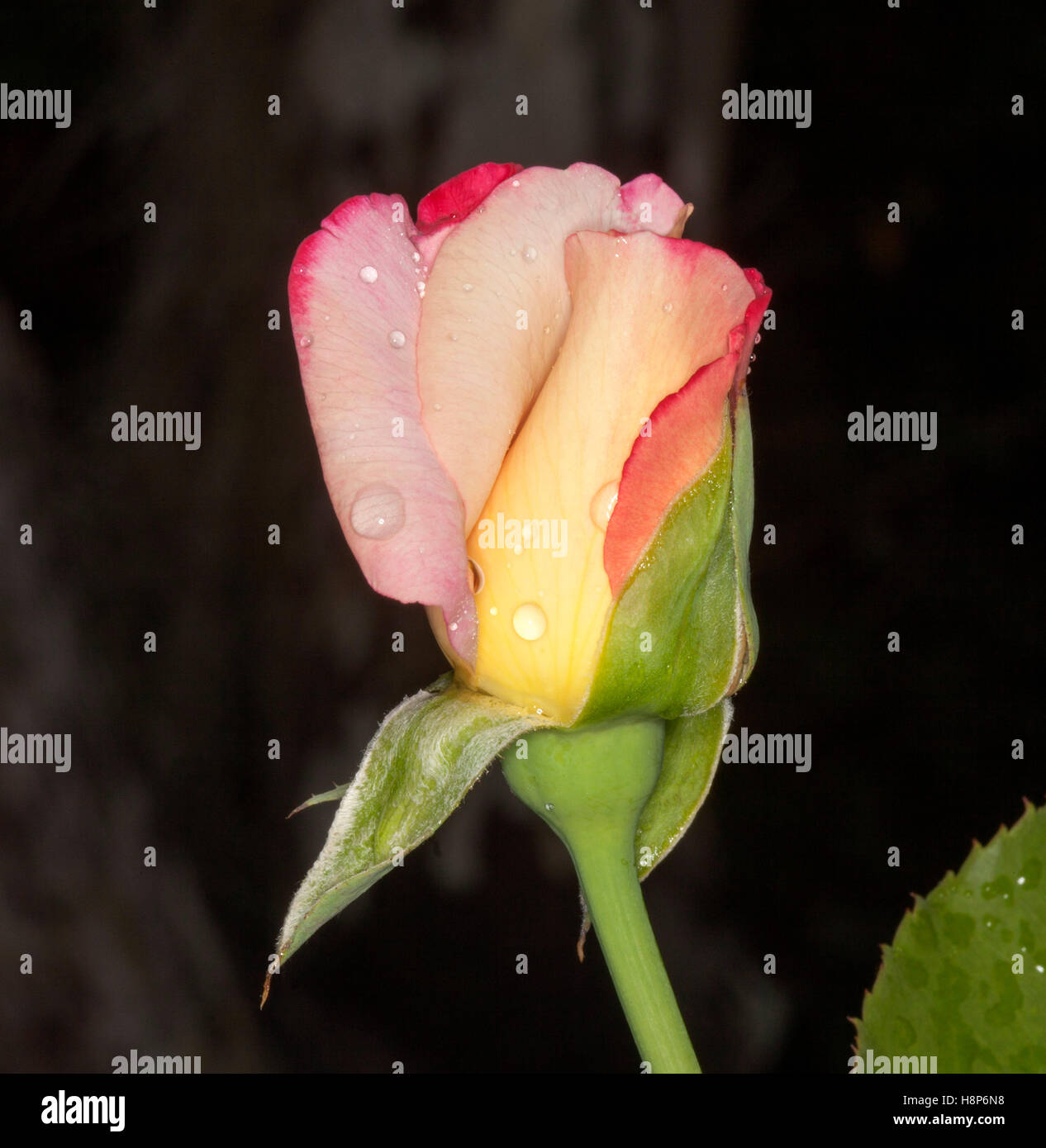 Beautiful pink, red and yellow bud of rose 'Double Delight' with raindrops on outer petals on dark background Stock Photo