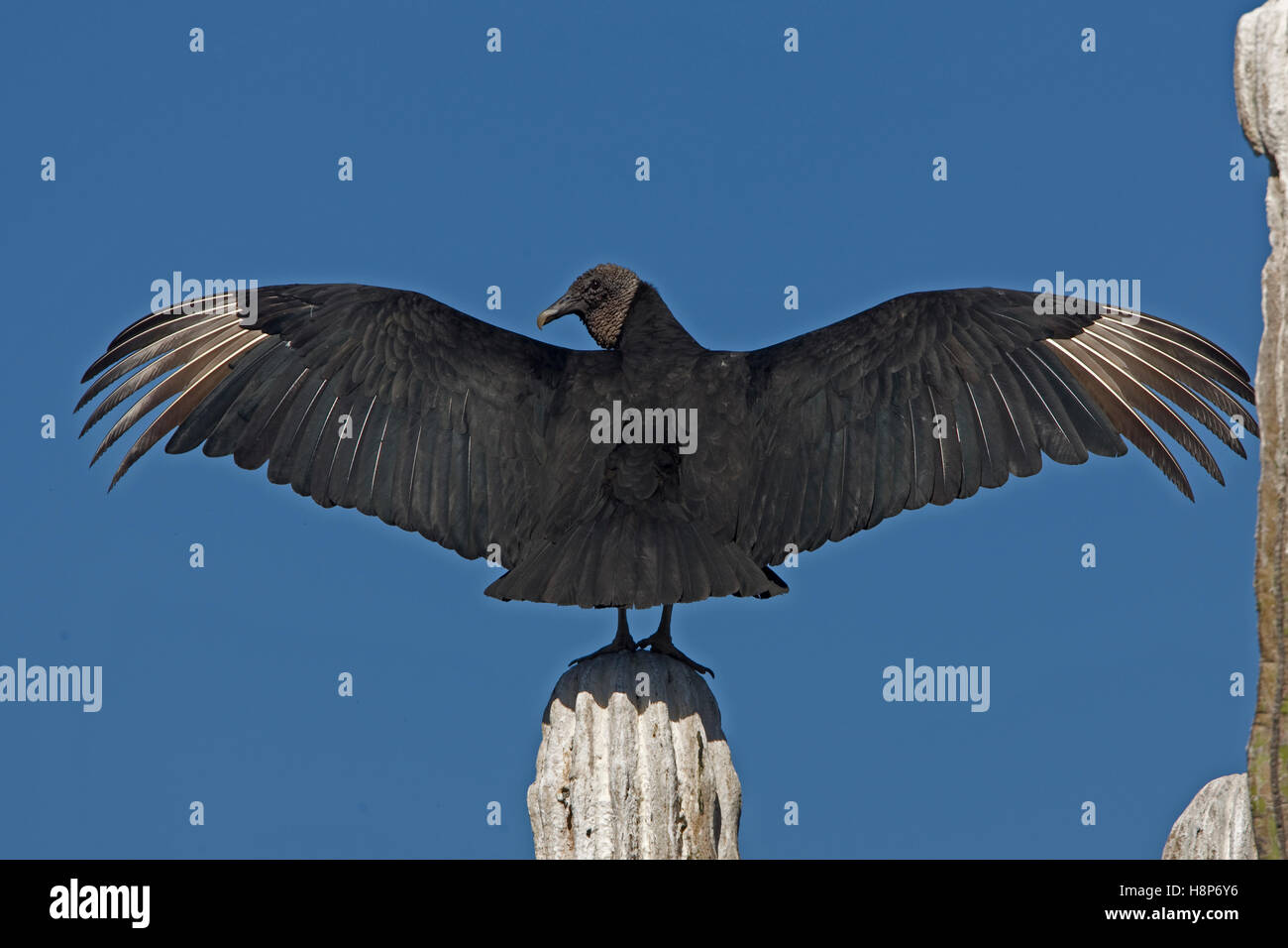 Black vulture, on cardon cactus, Sonora , Mexico, drying wings Stock Photo