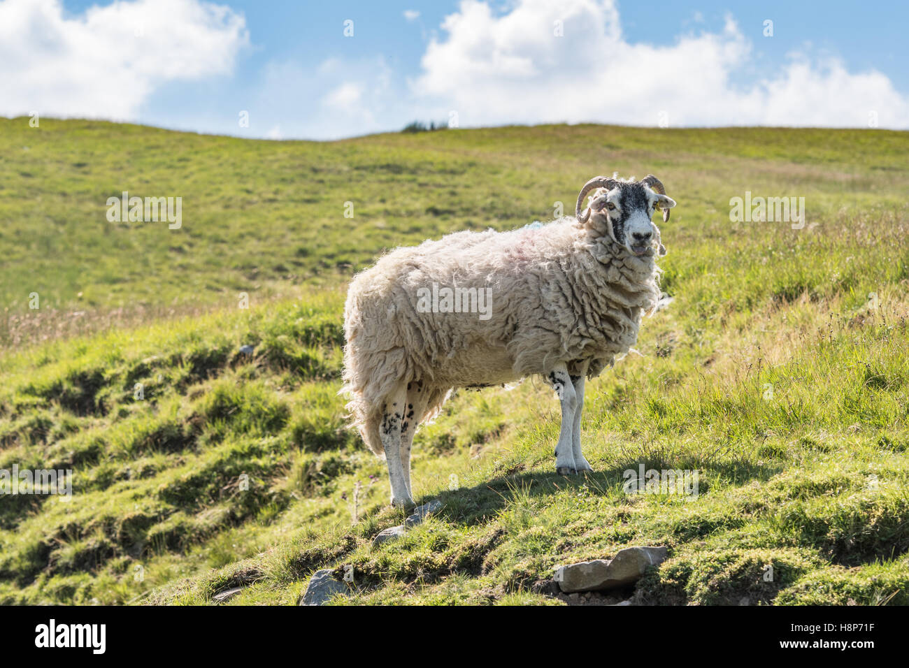 Swaledale sheep resting in the English countryside. Stock Photo
