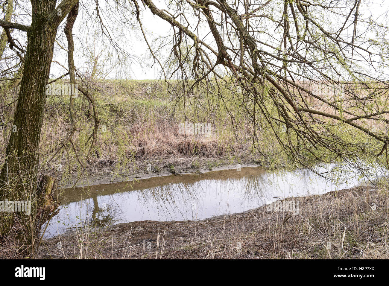 Willow tree on the banks of the river. Spring landscape by the river ...