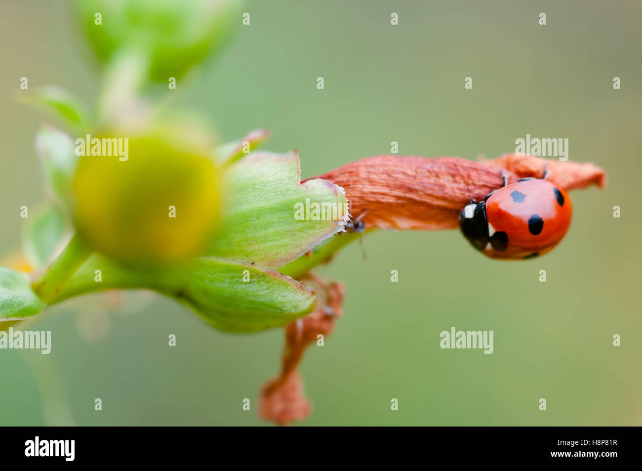 Ladybird ladybug hunting an ant pest insect eating bug Stock Photo Alamy