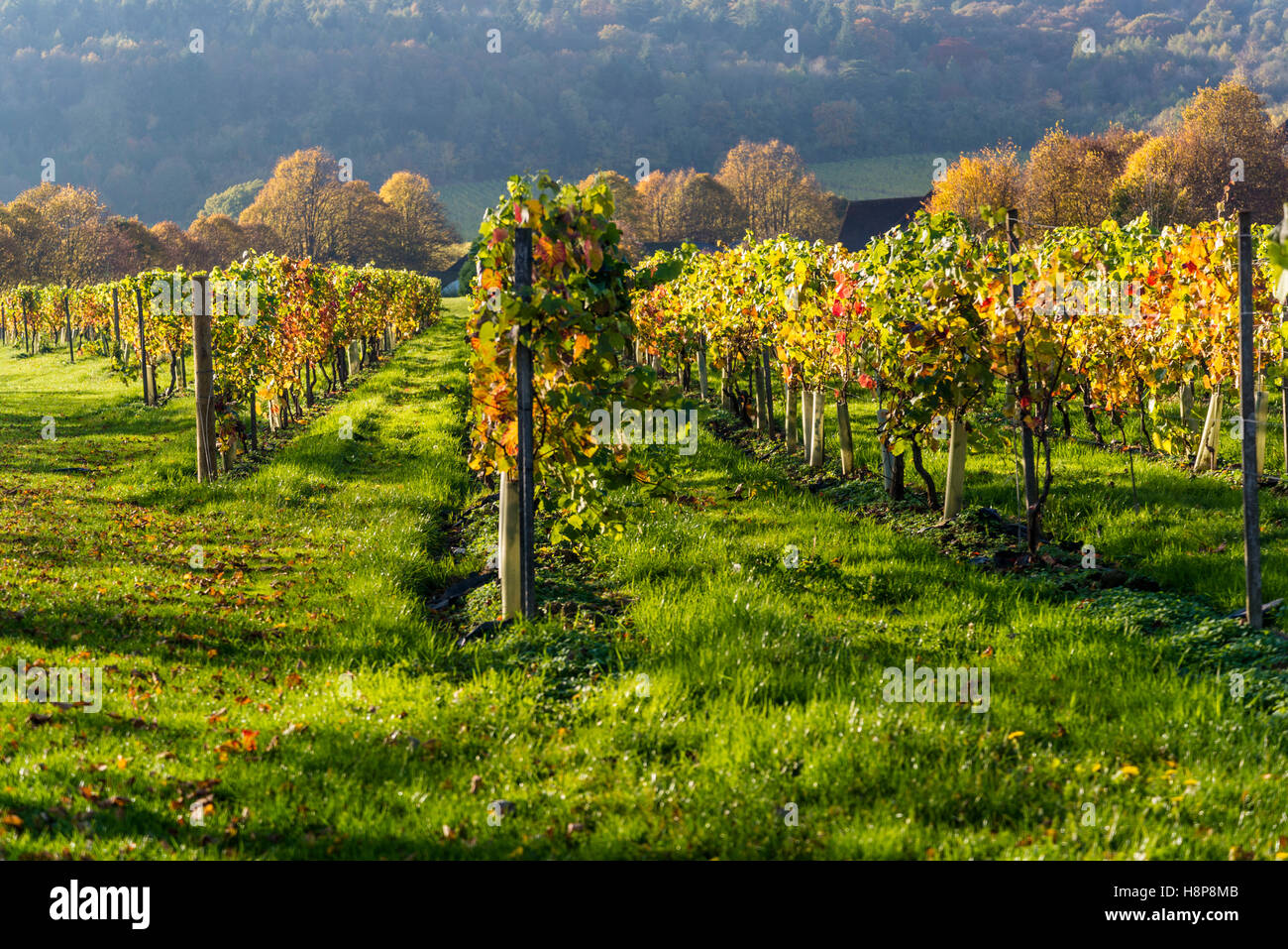 Denbies vineyard, Dorking, Surrey, England, UK Stock Photo