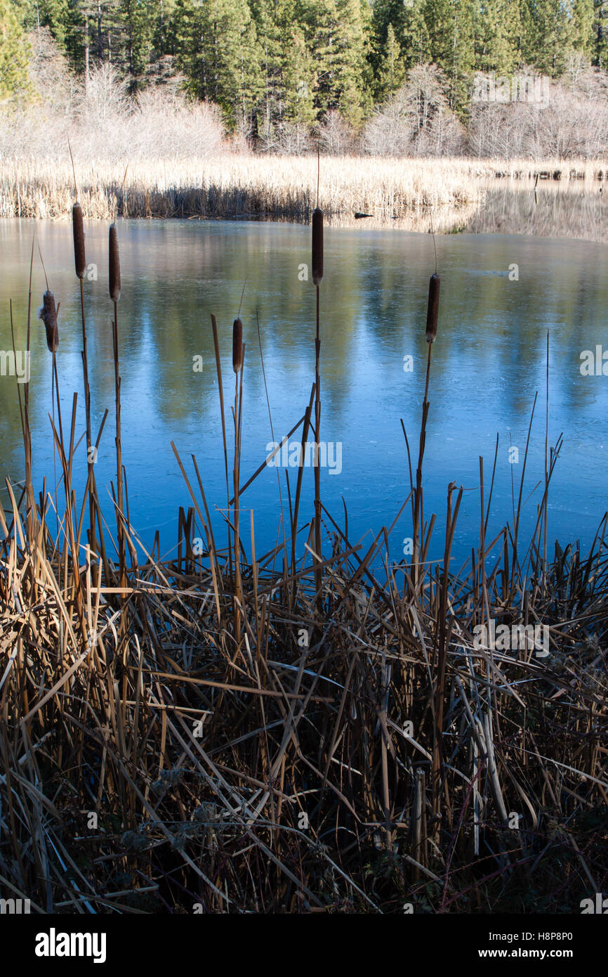 Cattails on a pond on an icy morning Stock Photo