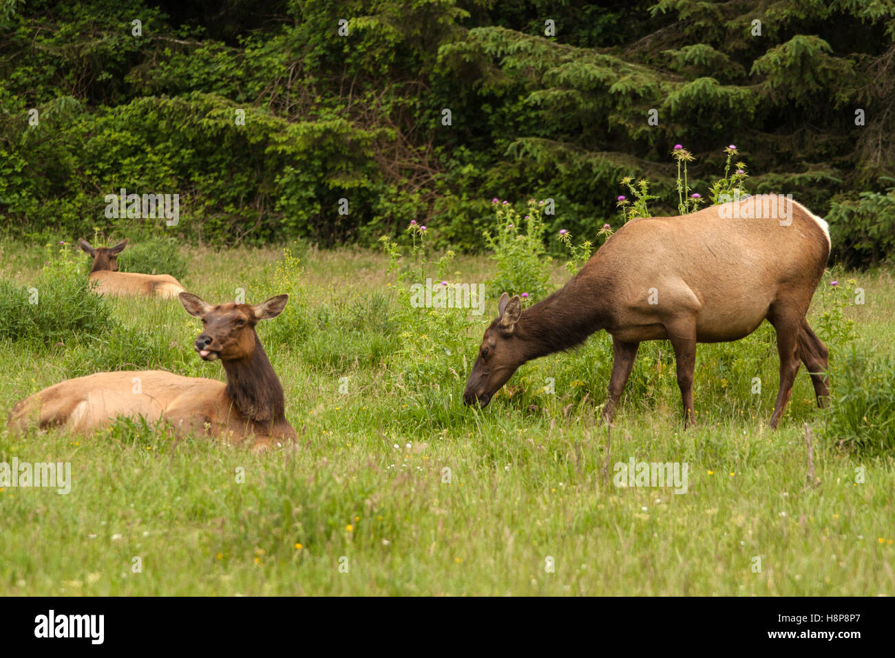 Roosevelt elk resting and grazing in California Redwood State Park in springtime Stock Photo