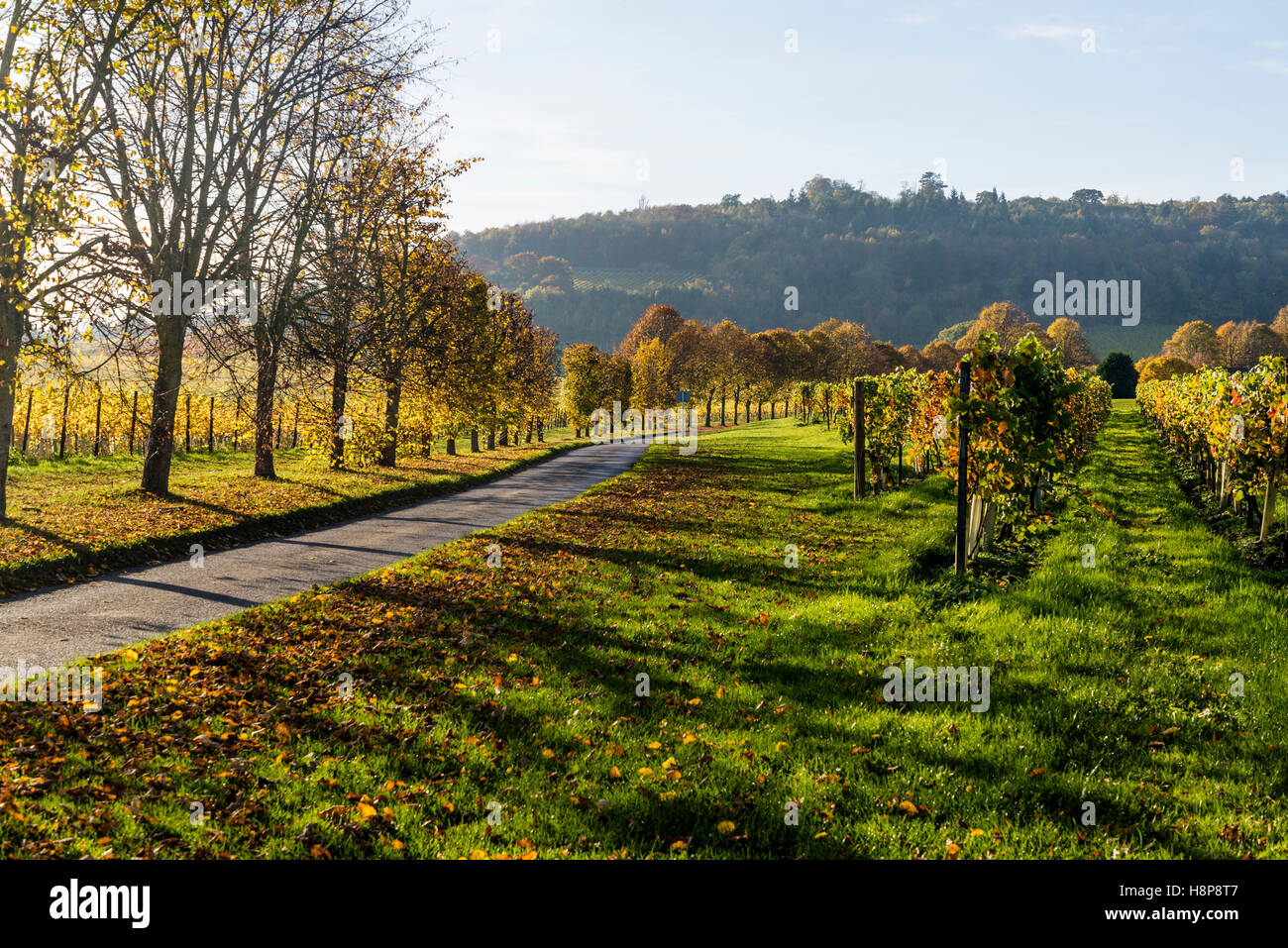 Denbies vineyard, Dorking, Surrey, England, UK Stock Photo