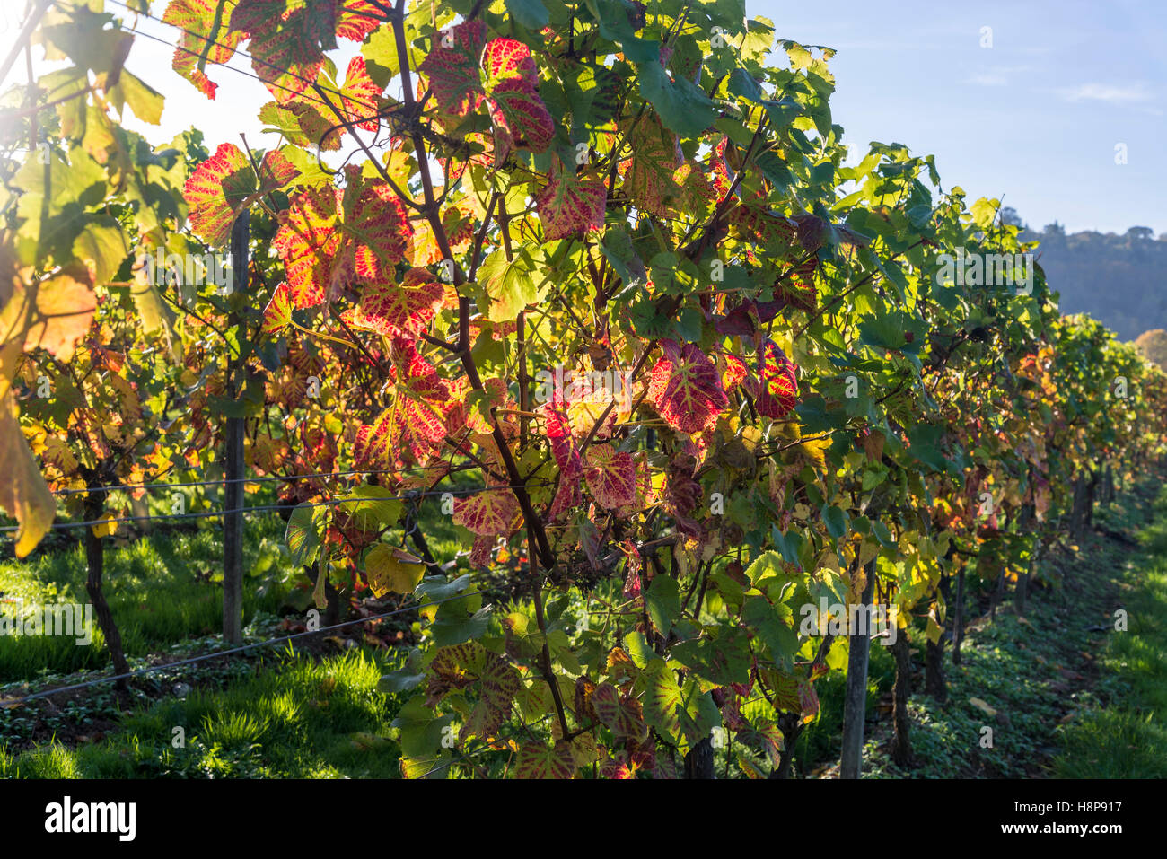 Denbies vineyard, Dorking, Surrey, England, UK Stock Photo