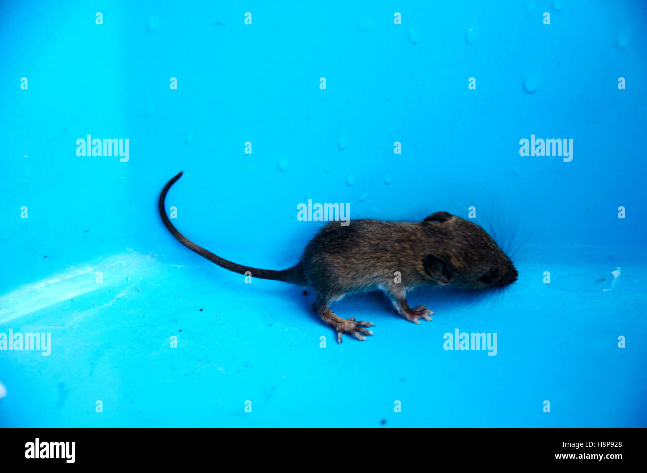 Baby rat or mouse in plastic case Stock Photo Alamy