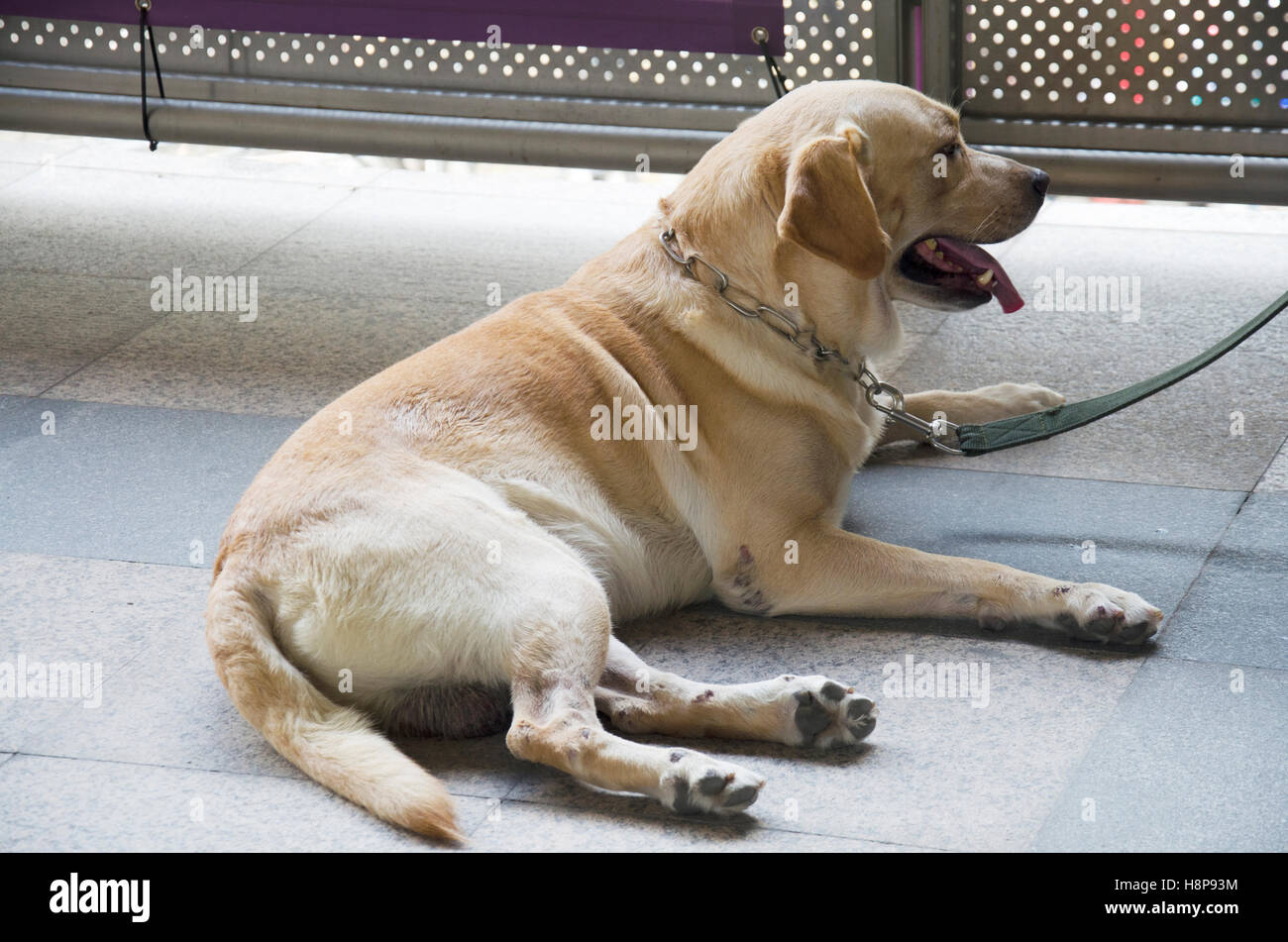 Police dogs known as K-9 dog or K9 dog sitting on floor of BTS in Bangkok, Thailand Stock Photo