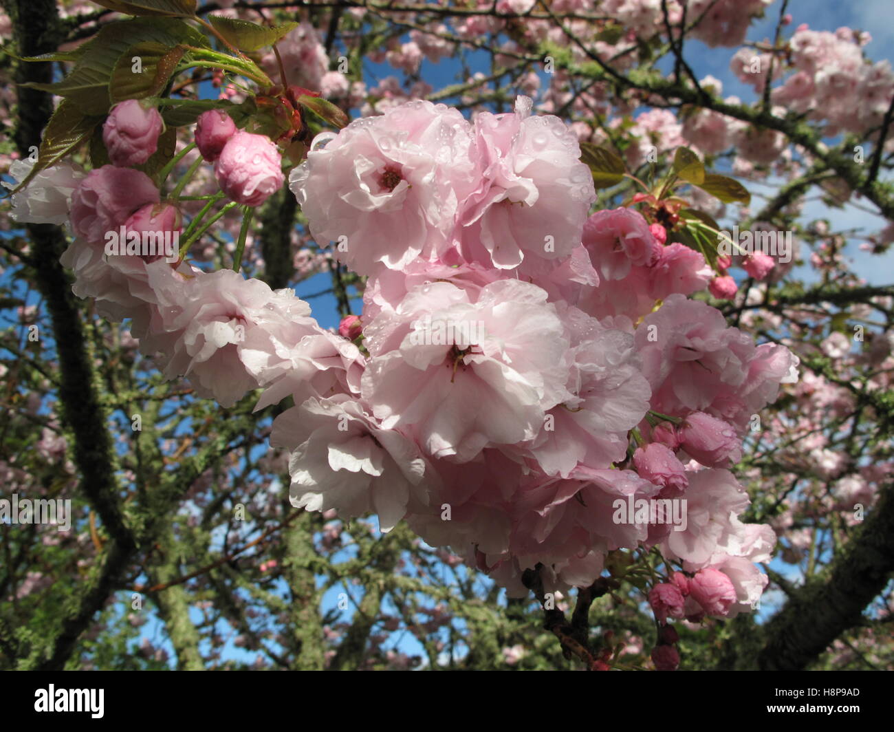 Pretty pink blossoms hi-res stock photography and images - Alamy