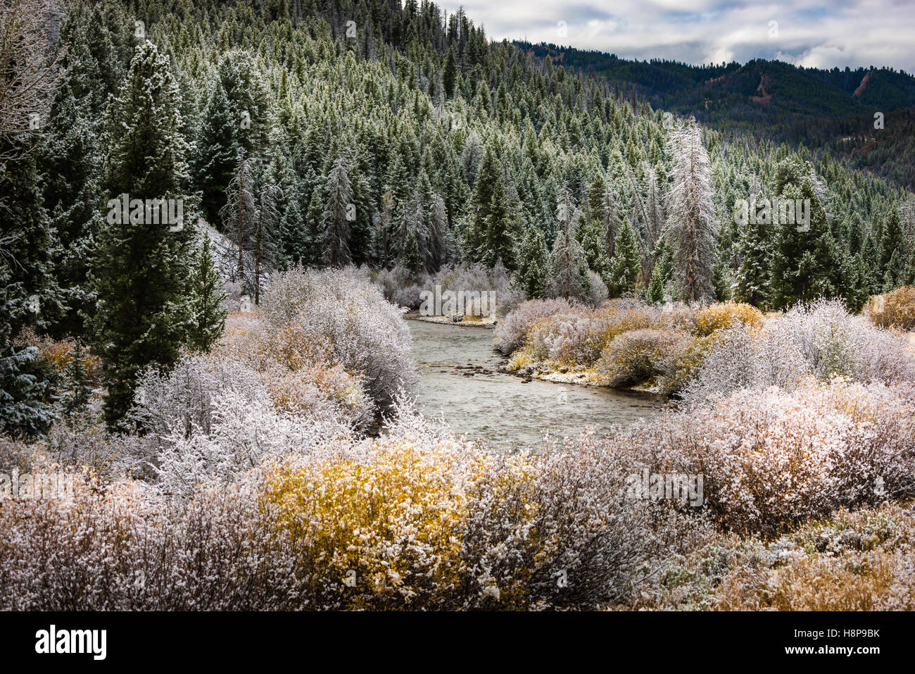 Idaho Landscape First snow on a Autumn Leaves Easley Creek Sun Valley near Ketchum Stock Photo