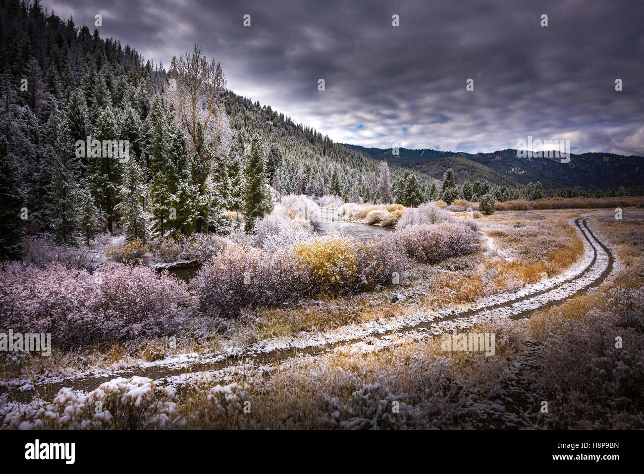 Idaho Landscape First snow on a Autumn Leaves Easley Creek Sun Valley near Ketchum Stock Photo