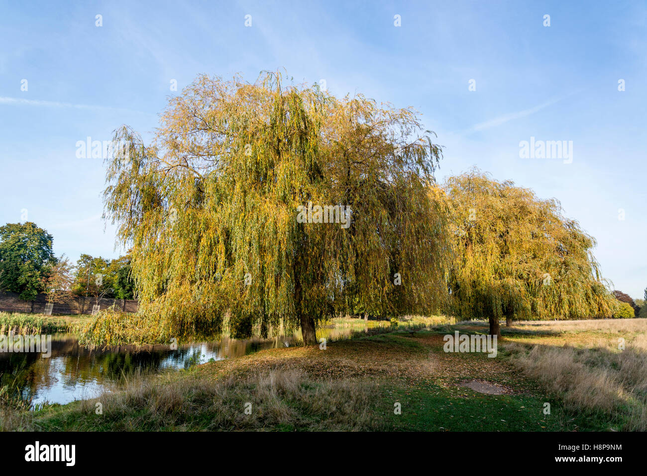 Weeping willow tree in autumn at Hampton Wick pond in Home Park, Surrey, England, UK Stock Photo